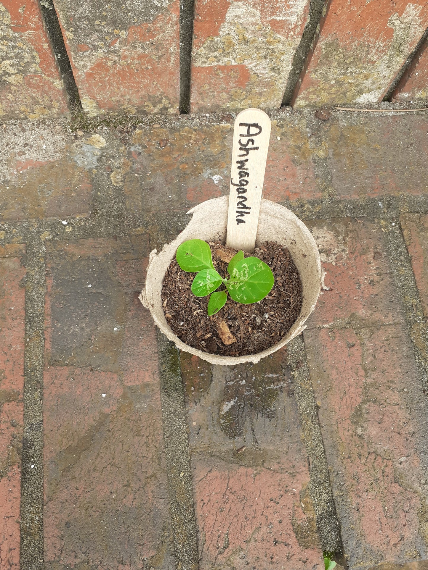 Ashwagandha Seeds – Farmacy Fresh & Heirloom Quality