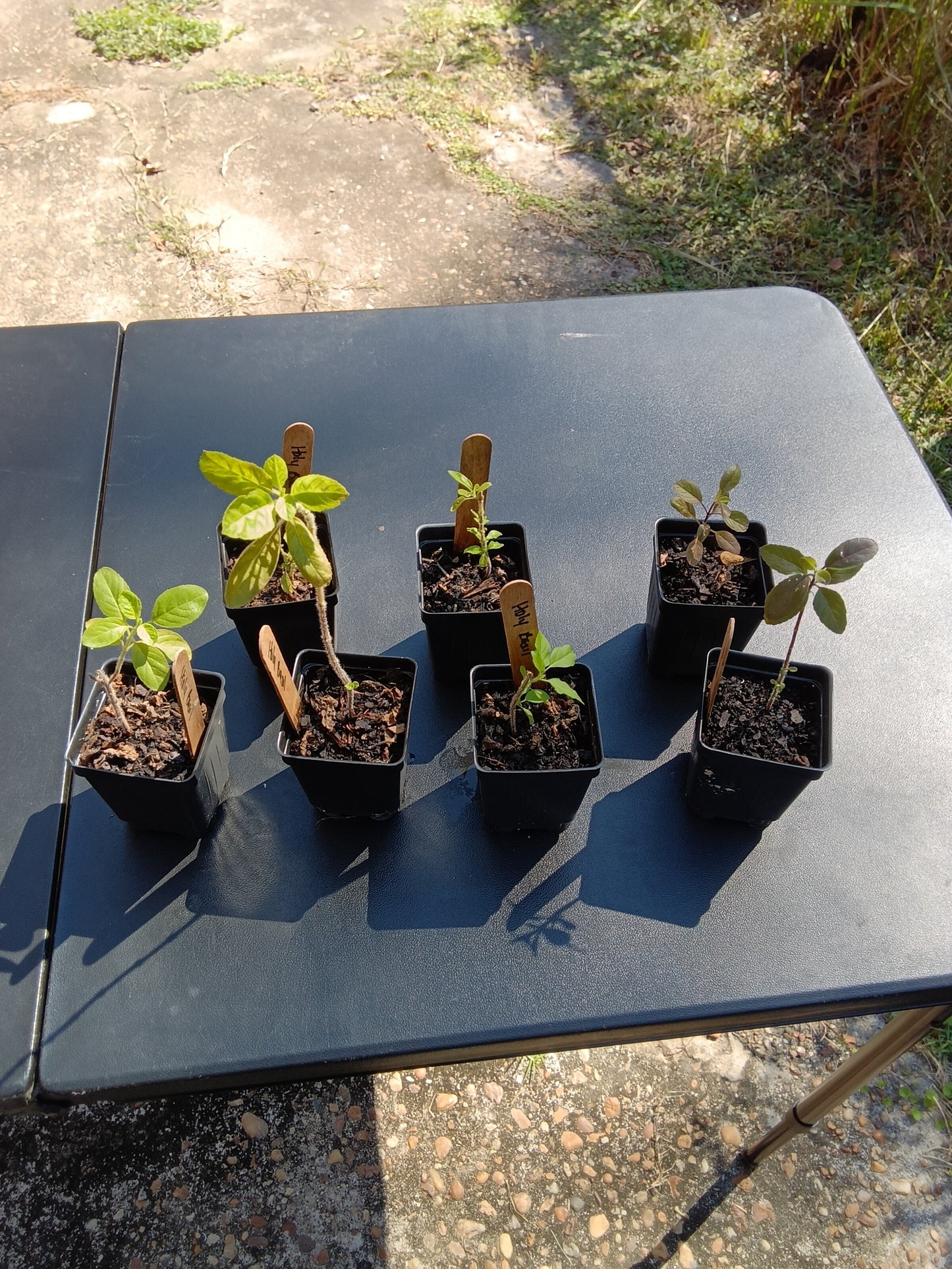 Organic Holy Basil Starter Plant – Hand-Grown, Healthy, and Resilient