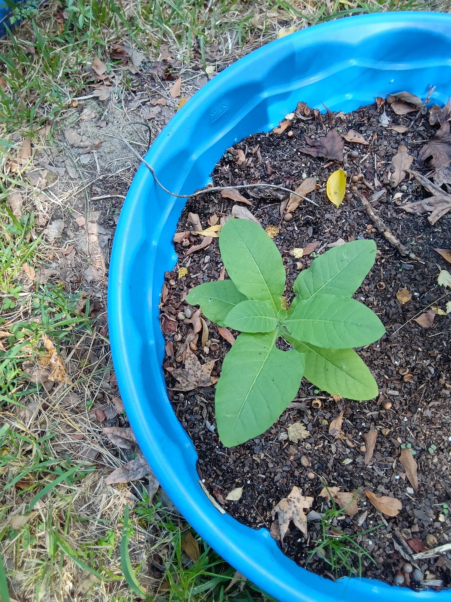 Cherry Red Tobacco Starter Plants – Heirloom Bright Leaf Variety