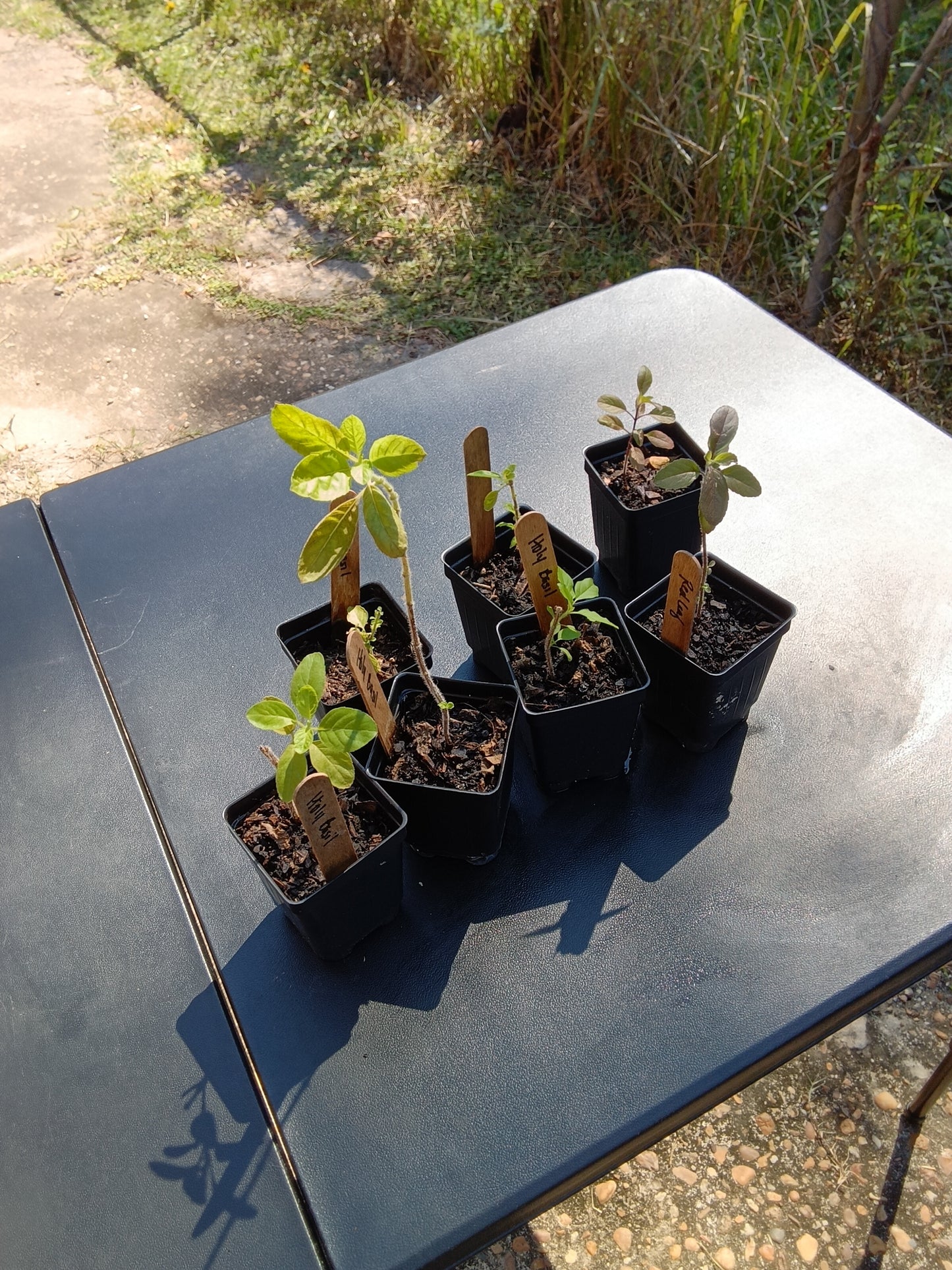 Organic Holy Basil Starter Plant – Hand-Grown, Healthy, and Resilient