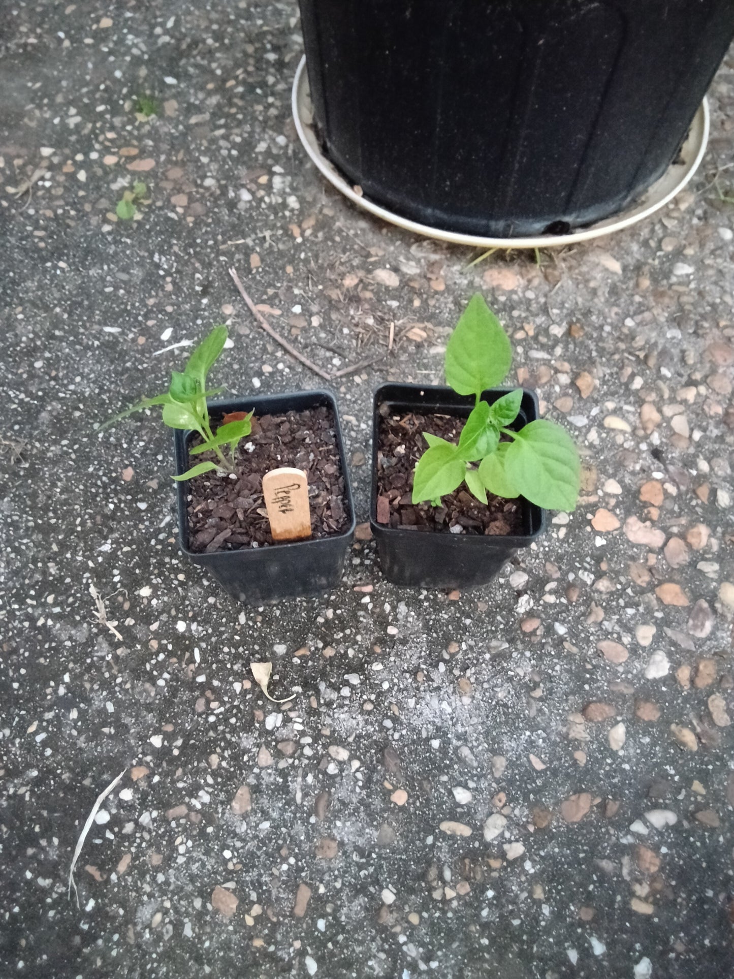 Lemon Drop Pepper Starter Plant – Citrus‑Bright, Hot & Productive