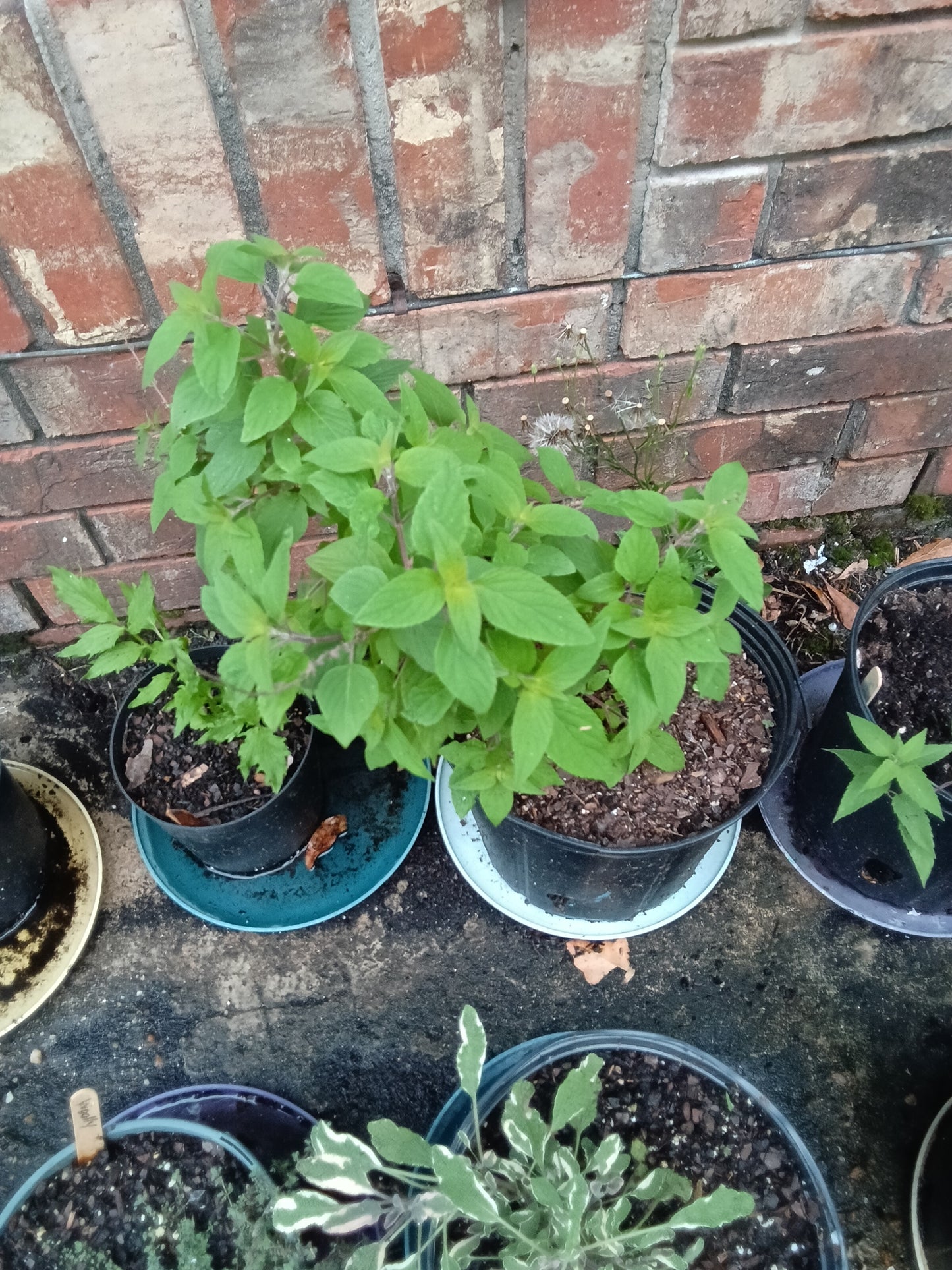 Pineapple Sage Starter Plant
Salvia elegans • Alabama‑grown • Organically tended