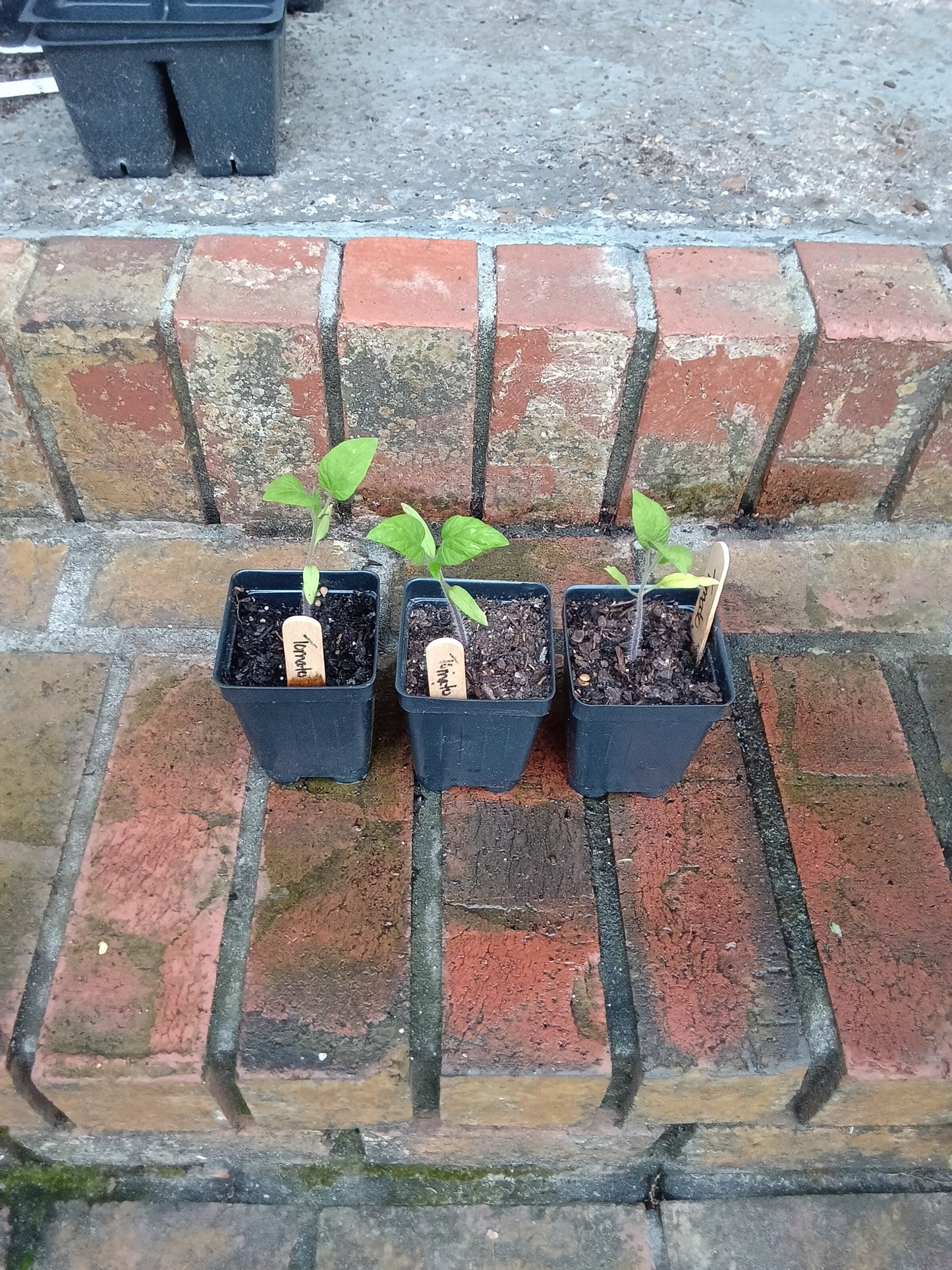 Pink Brandywine Tomato Seedling — Heirloom, Large Fruit, Alabama‑Grown | Includes Hardening Off, Transplant & Long‑Term Care
