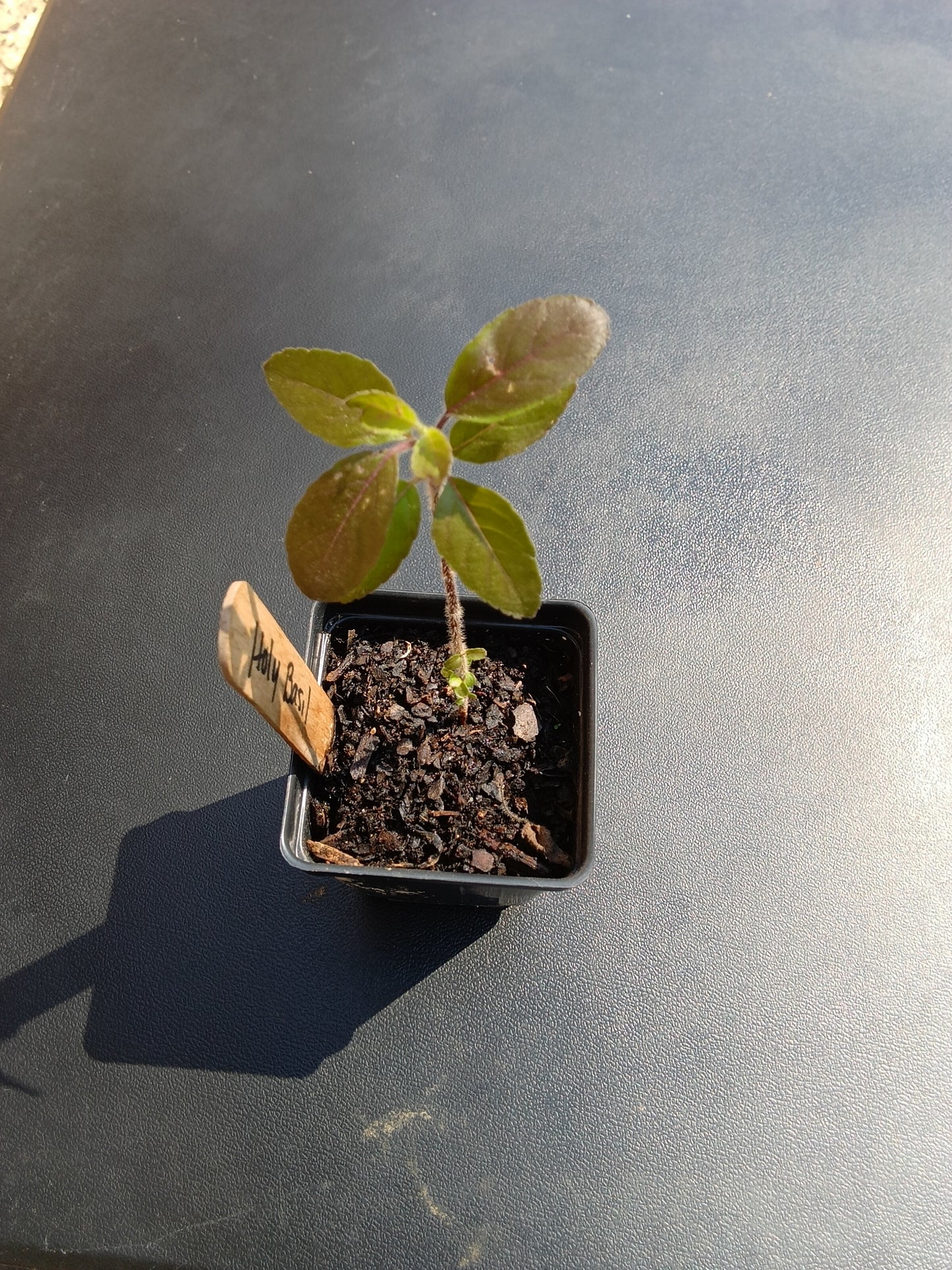 Organic Holy Basil Starter Plant – Hand-Grown, Healthy, and Resilient