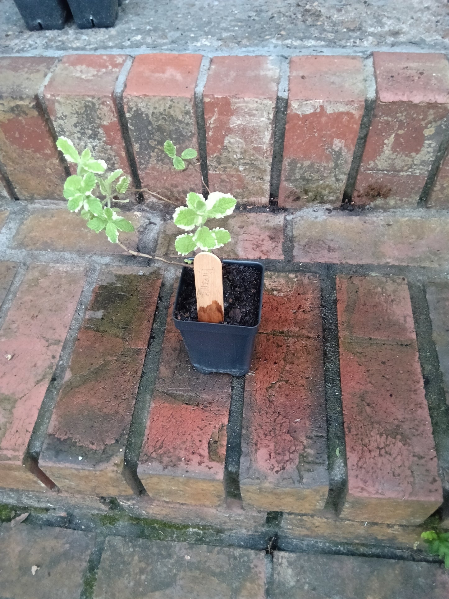 Pineapple Mint Starter Plant
Mentha suaveolens ‘Variegata’