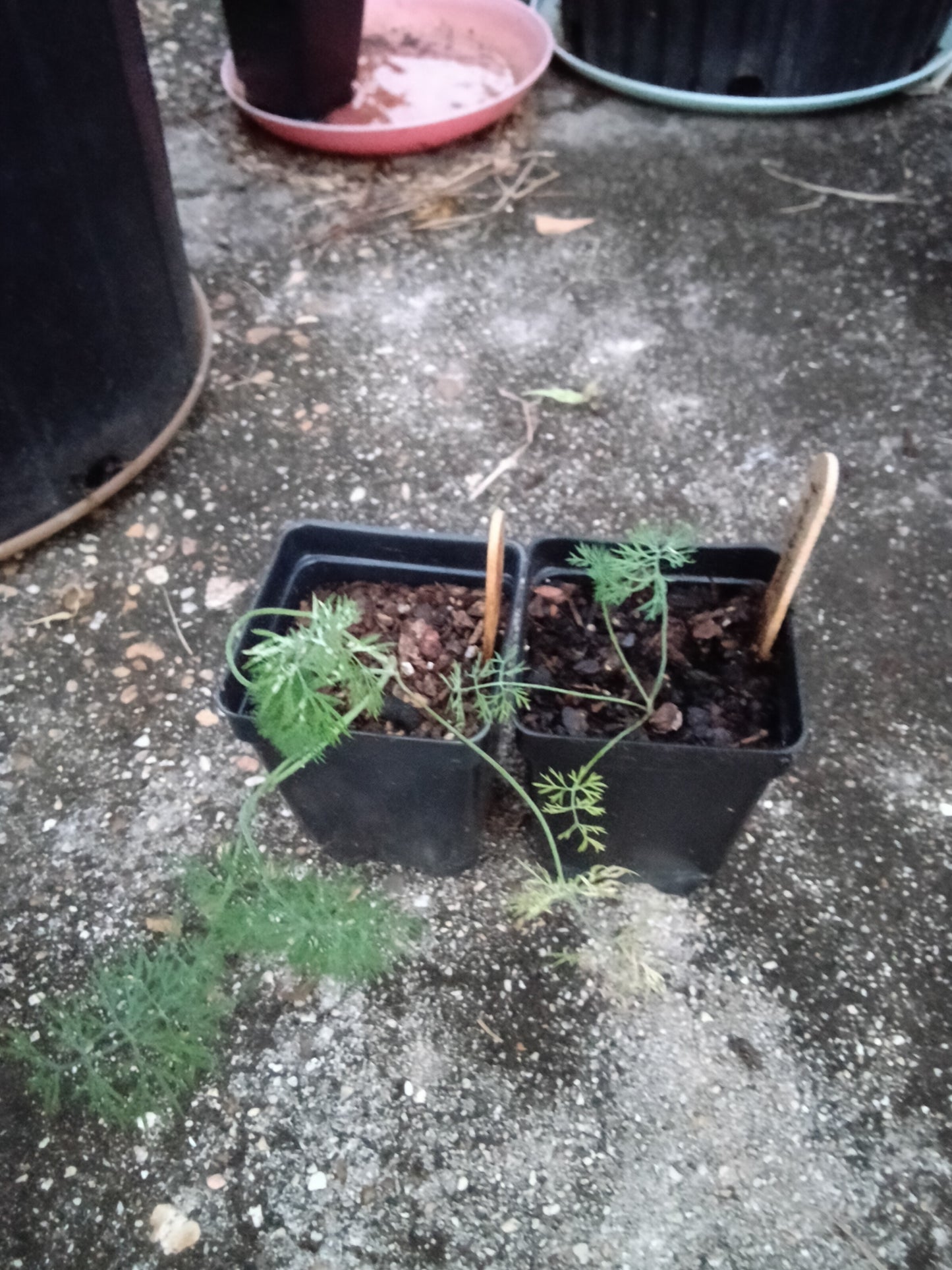 Fernleaf Dill Starter Plants – Compact, Aromatic & Perfect for Containers