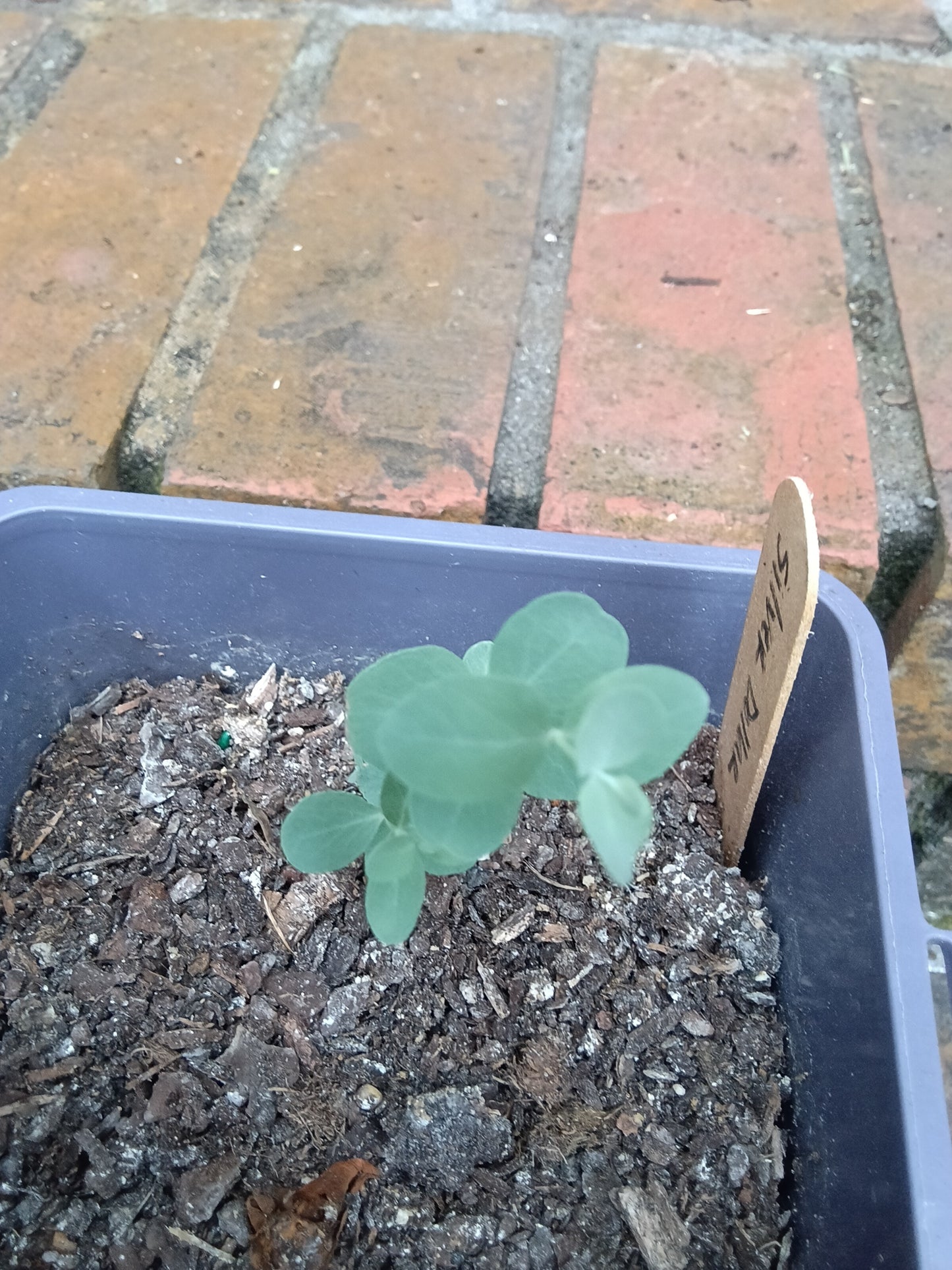Silver Dollar Eucalyptus Starter Plant
Eucalyptus cinerea