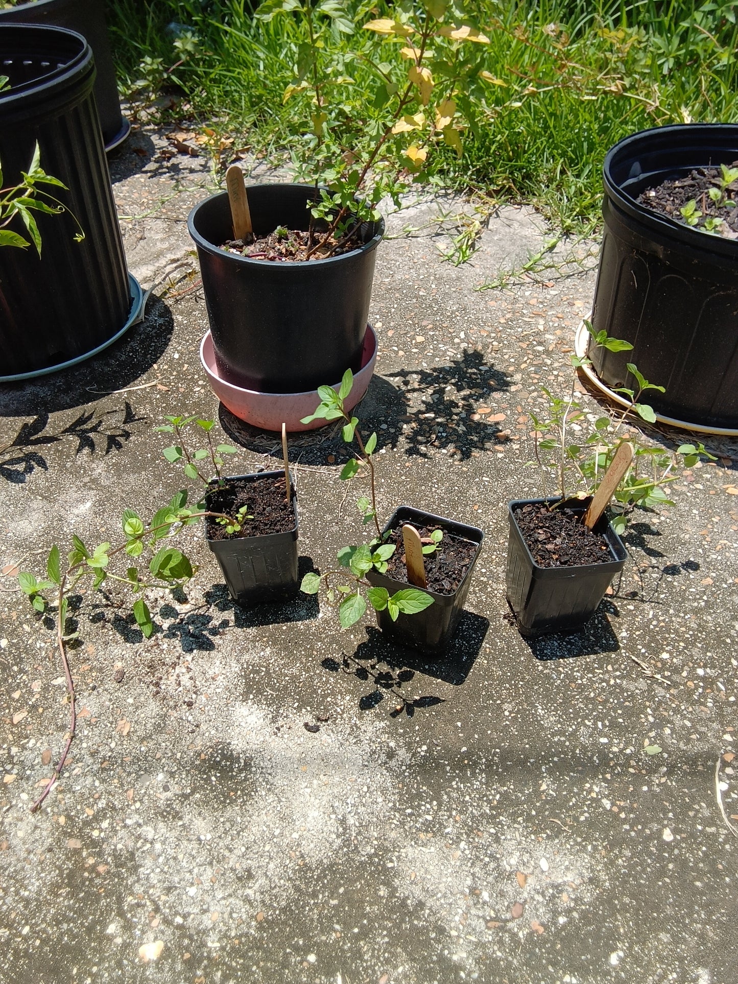 Chocolate Mint Starter Plant | Sweet Martha’s Family Farmacy | Alabama‑Grown Herb