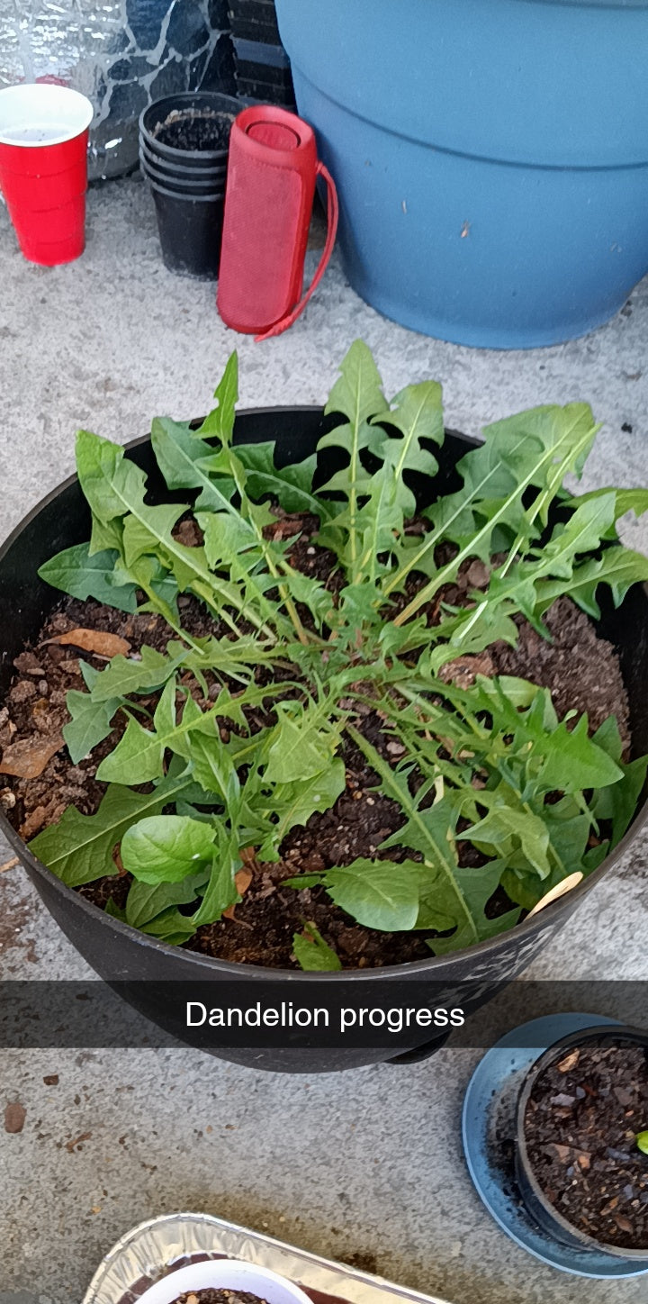 Burdock & Dandelion Root Capsules