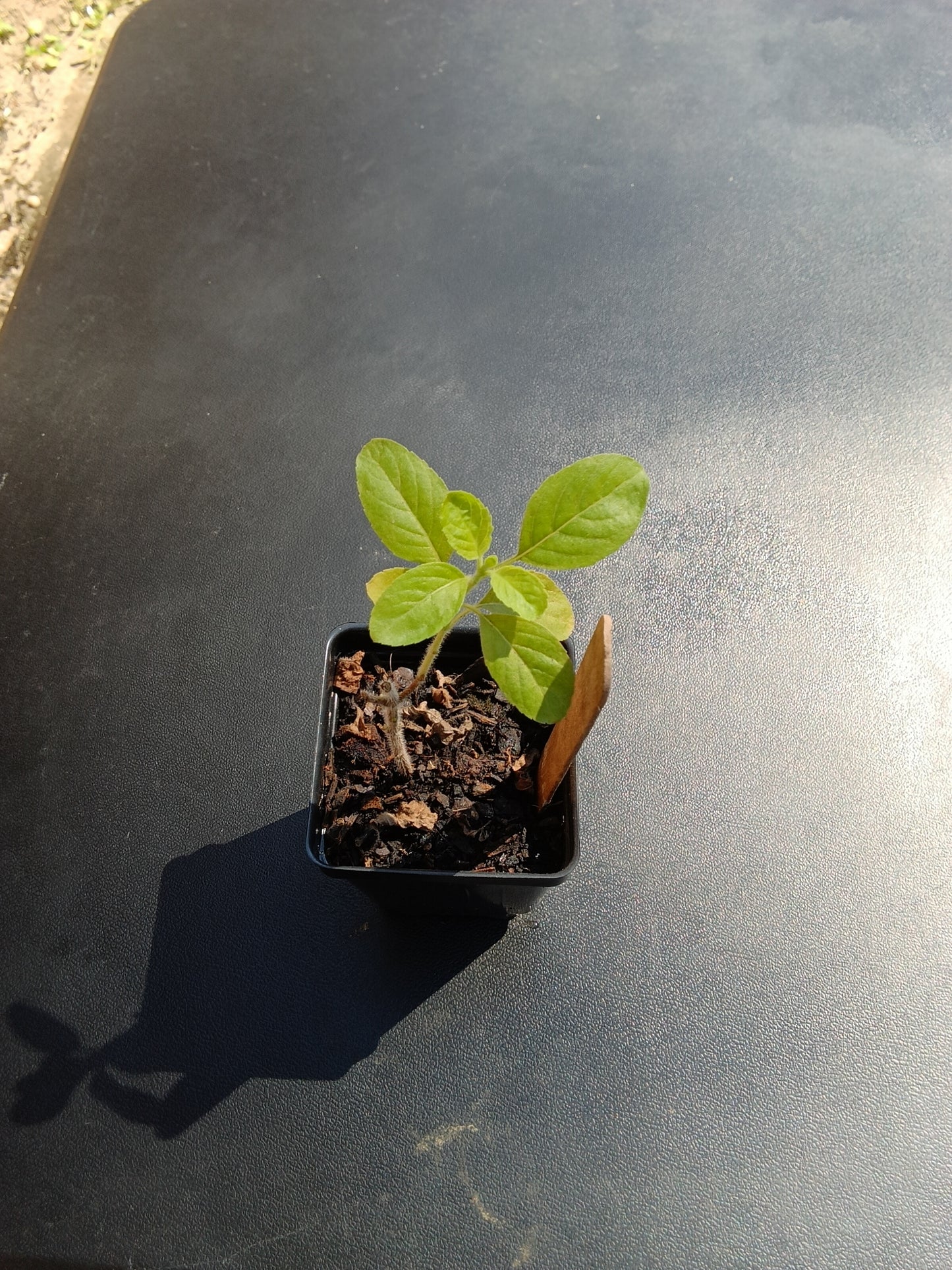 Organic Holy Basil Starter Plant – Hand-Grown, Healthy, and Resilient