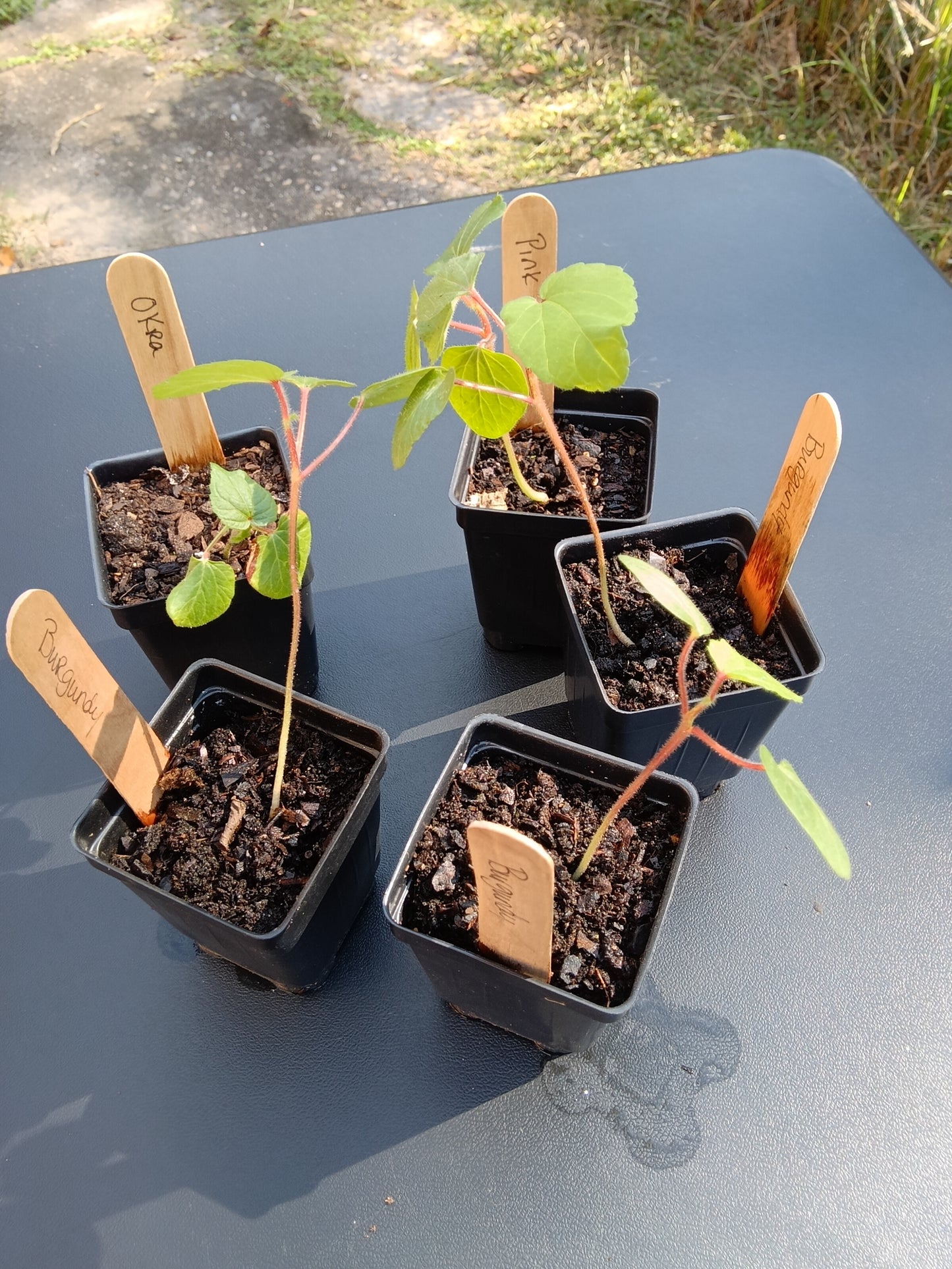 Vibrant Okra Starter Plants – Organic, Heirloom Varieties