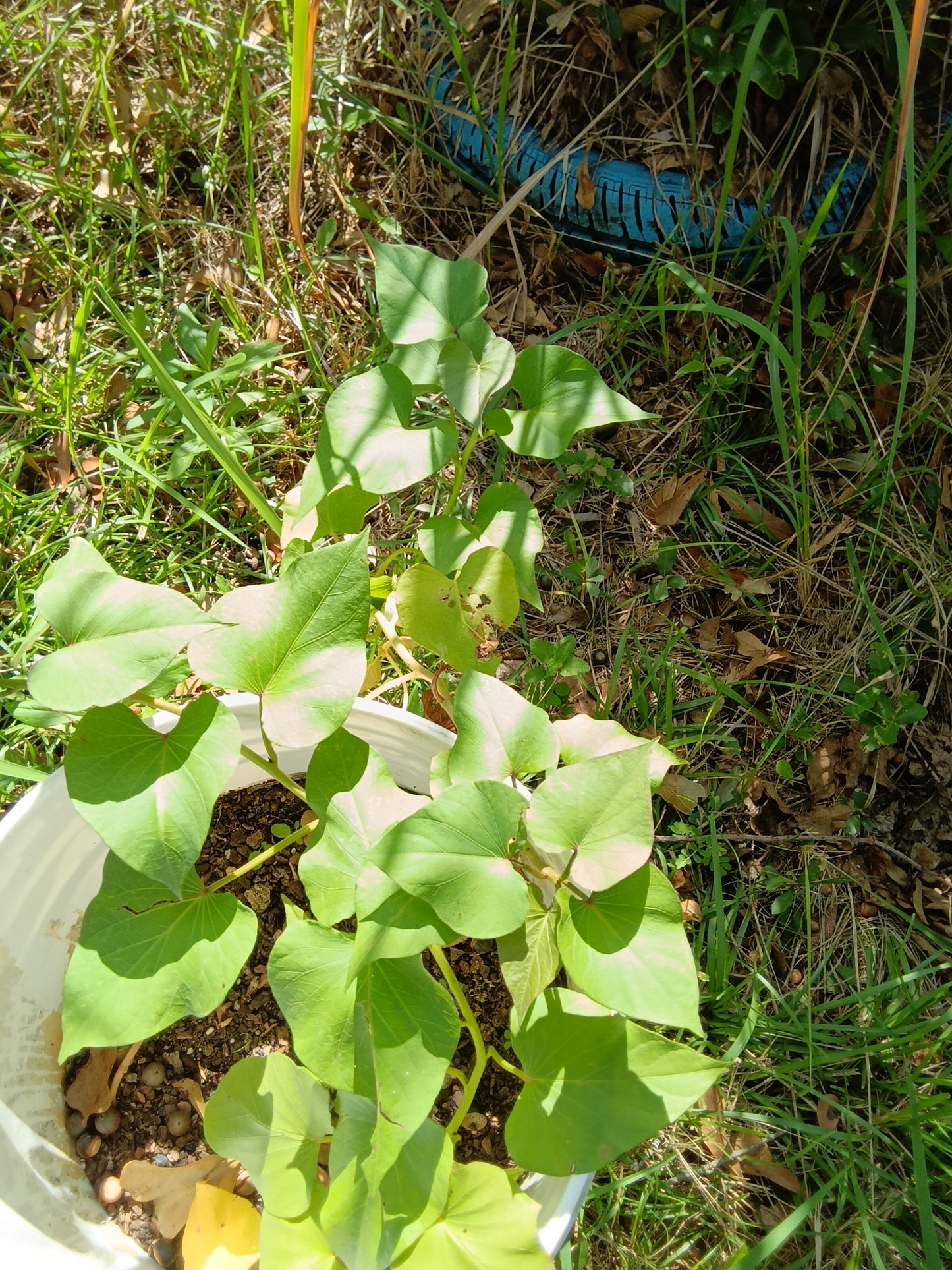 Beauregard Sweet Potato Starters – Rooted and Ready from The Farmacy