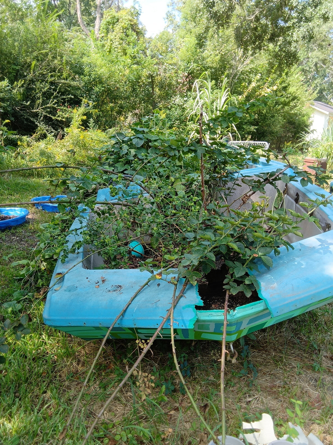 🌿 From Junk to Joy: Reclaiming Roots & Growing Grace at Sweet Martha’s Family Farmacy
