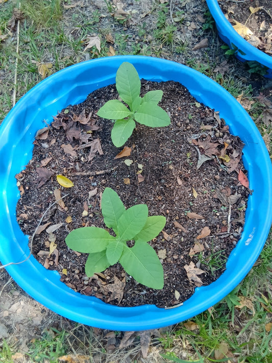🌿 Herb of the Month: Tobacco  A tribute to Martha Jane and a celebration of one of my Farmacy favorites