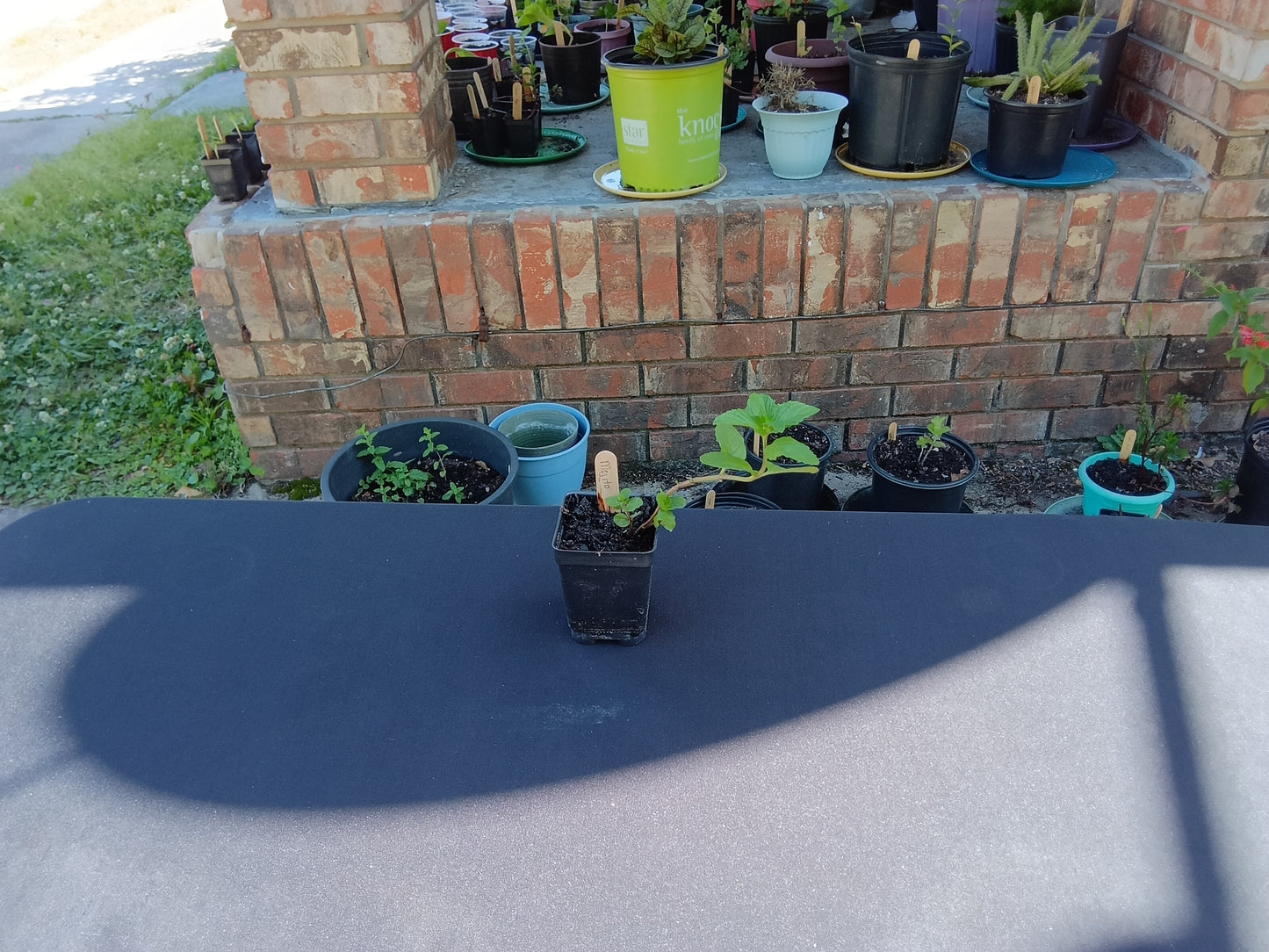 Mojito Mint Starter Plant

(Mentha × villosa)