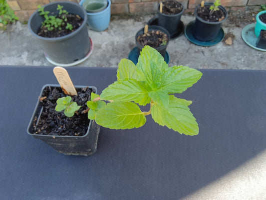 Mojito Mint Starter Plant

(Mentha × villosa)