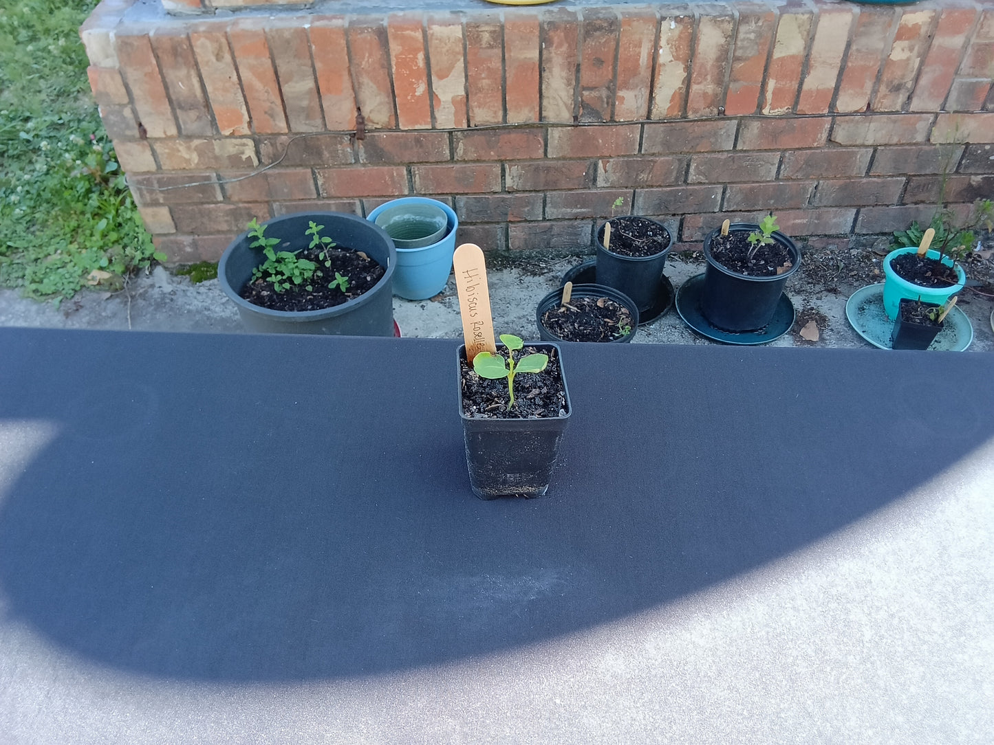 White Hibiscus Roselle Starter Plant

Hibiscus sabdariffa var. alba  