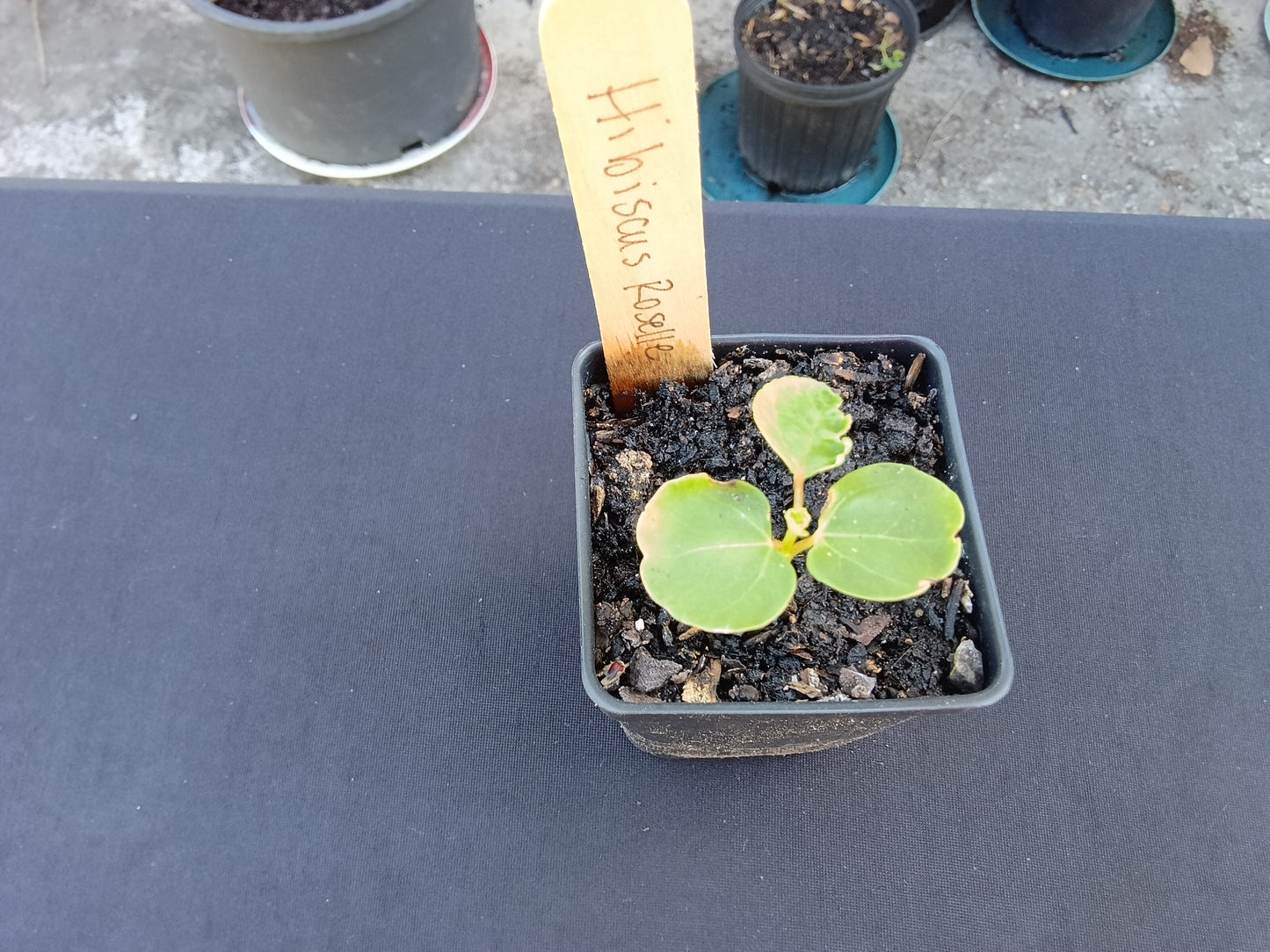 White Hibiscus Roselle Starter Plant

Hibiscus sabdariffa var. alba  