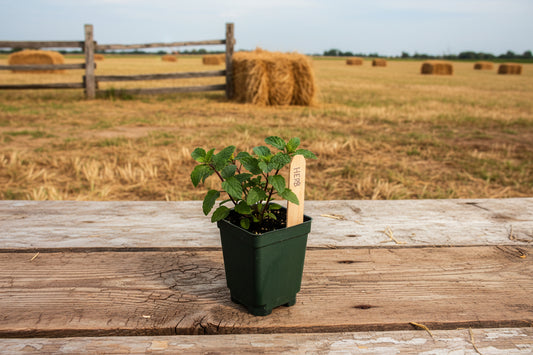 Jessica’s Sweet Pear Mint Starter Plant

(Mentha × piperita — Sweet Pear Type)