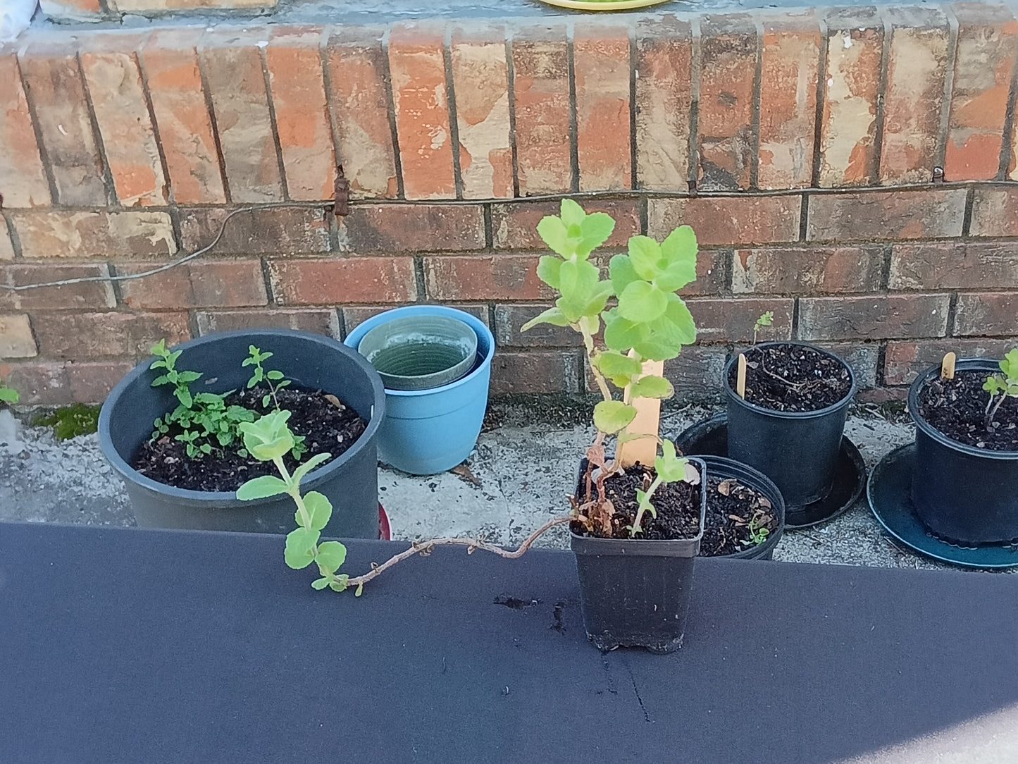 Apple Mint Starter Plant

(Mentha suaveolens)
