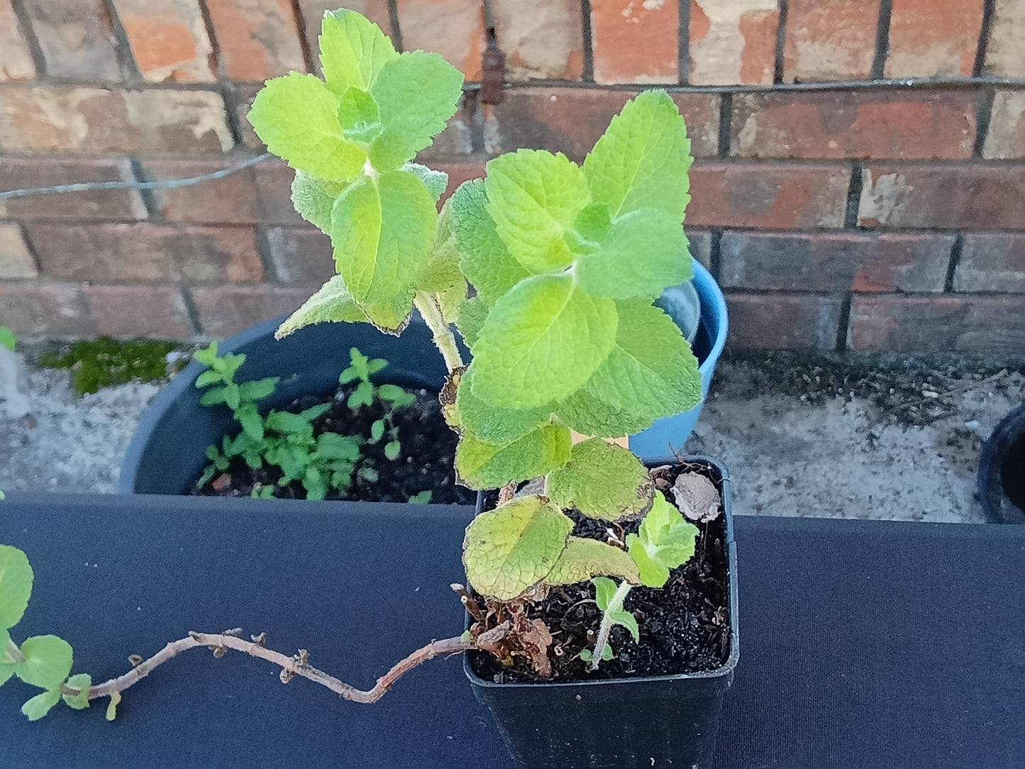 Apple Mint Starter Plant

(Mentha suaveolens)