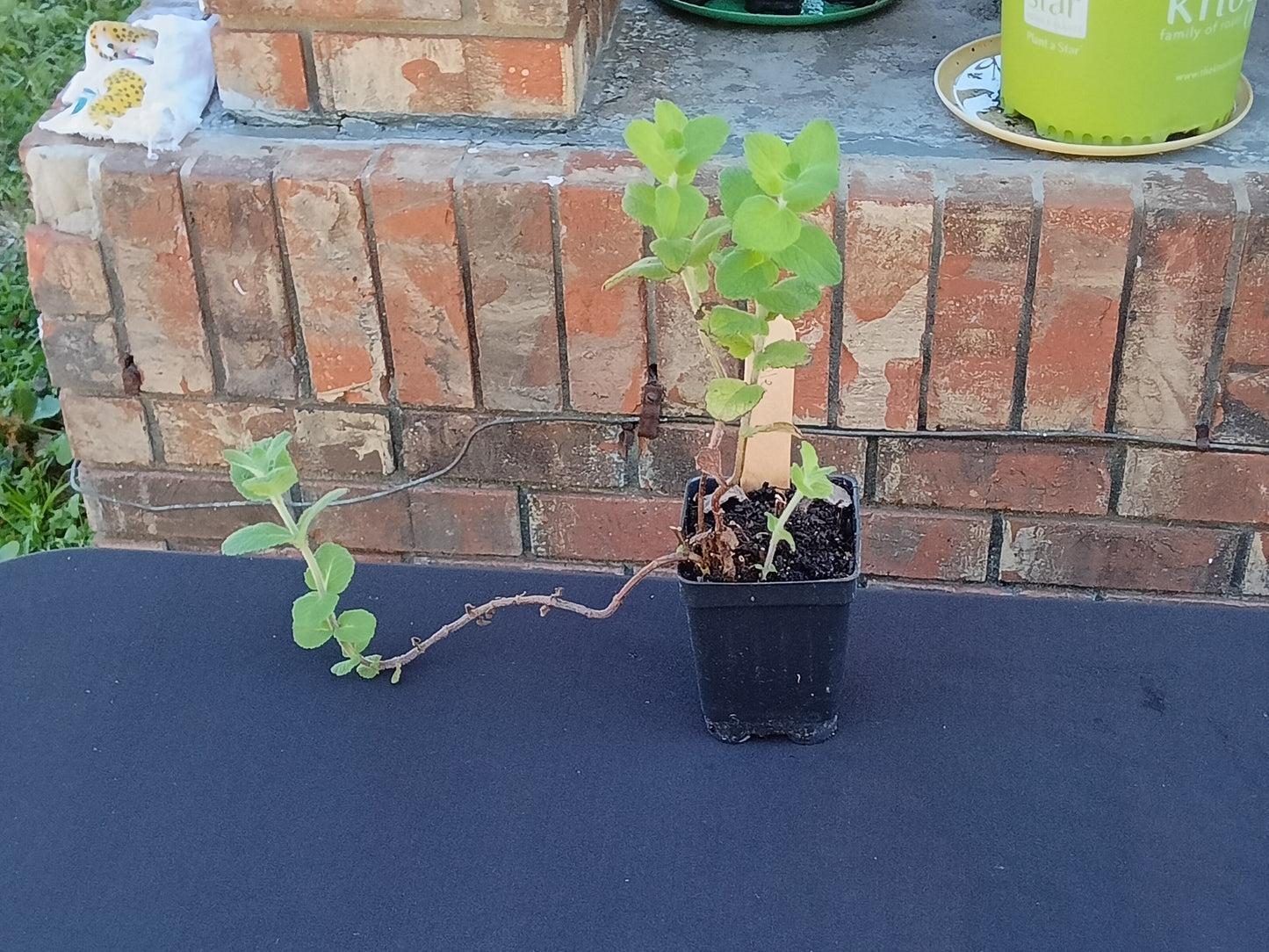 Apple Mint Starter Plant

(Mentha suaveolens)