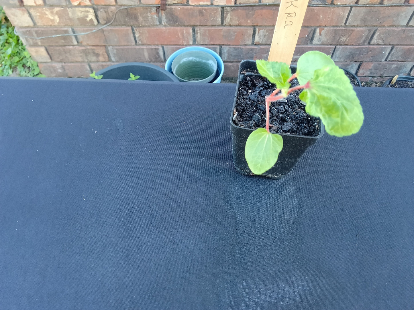 Pink Okra Starter Plant  

Abelmoschus esculentus — Pink/Red Variety