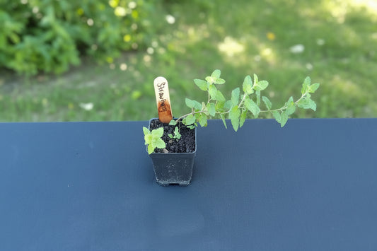 Strawberry Mint Starter Plant

Mentha × spicata var.