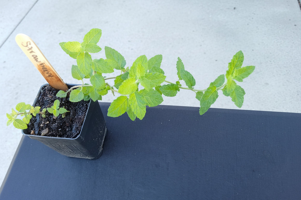 Strawberry Mint Starter Plant

Mentha × spicata var.