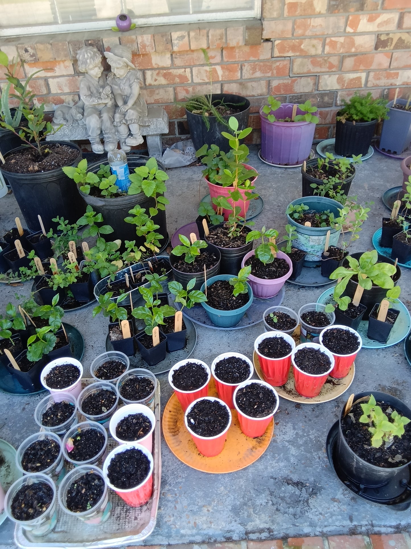 Jessica’s Sweet Pear Mint Starter Plant

(Mentha × piperita — Sweet Pear Type)