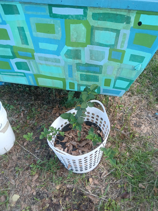 Thornless Blackberry Rooted Babies (Freshly Separated From the Mother Plant)

(Rubus fruticosus – Thornless Variety)