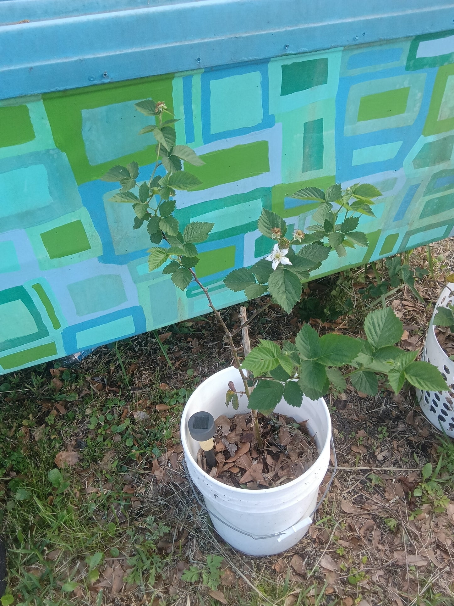 Thornless Blackberry Rooted Babies (Freshly Separated From the Mother Plant)

(Rubus fruticosus – Thornless Variety)