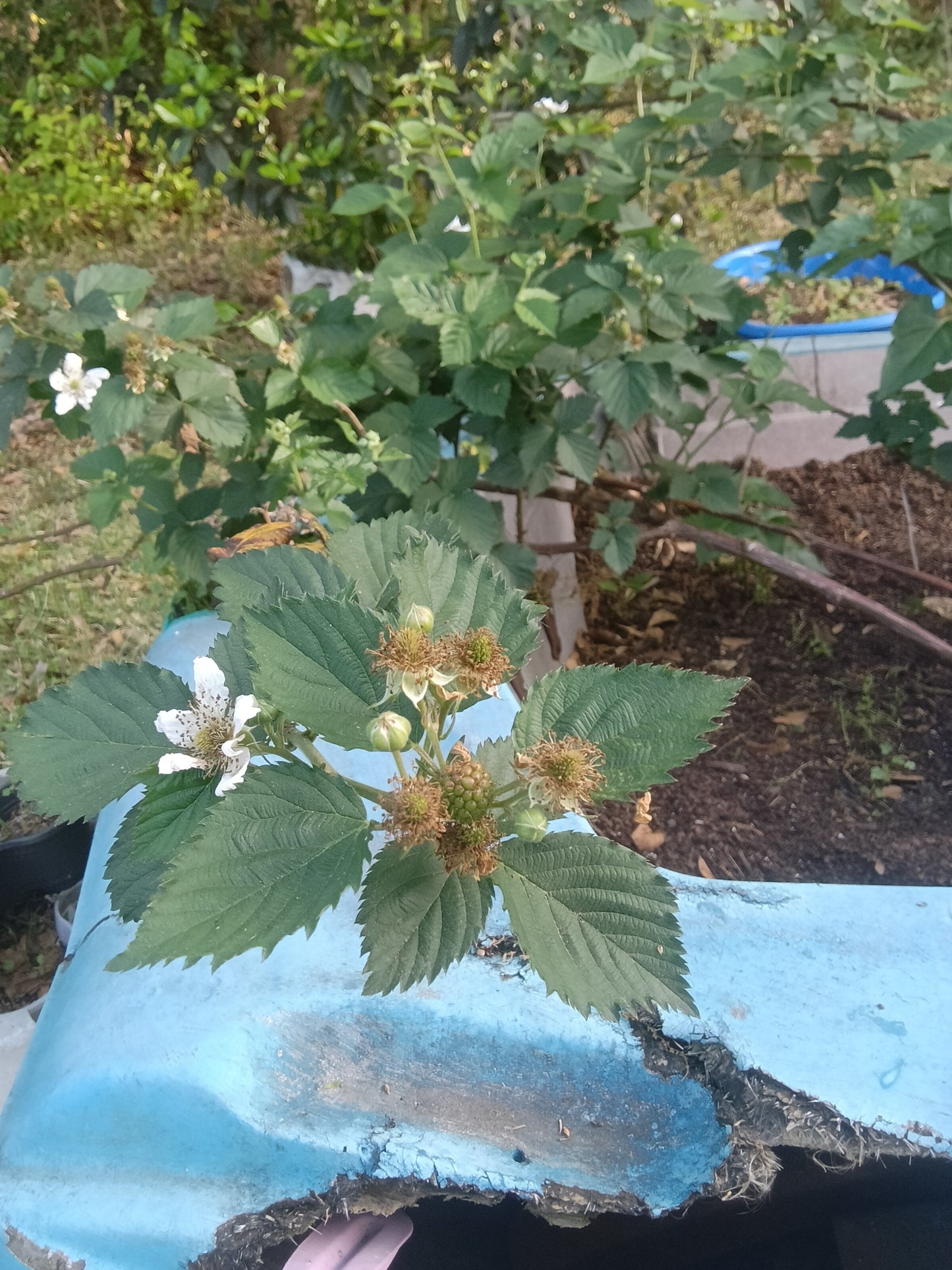 Thornless Blackberry Rooted Babies (Freshly Separated From the Mother Plant)

(Rubus fruticosus – Thornless Variety)