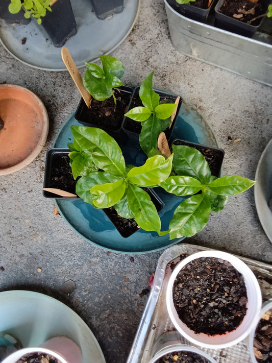 Arabian Coffee Plant — 1‑Stem Starter (Coffea arabica)

Grown with care at Sweet Martha’s Family Farmacy, Alabama