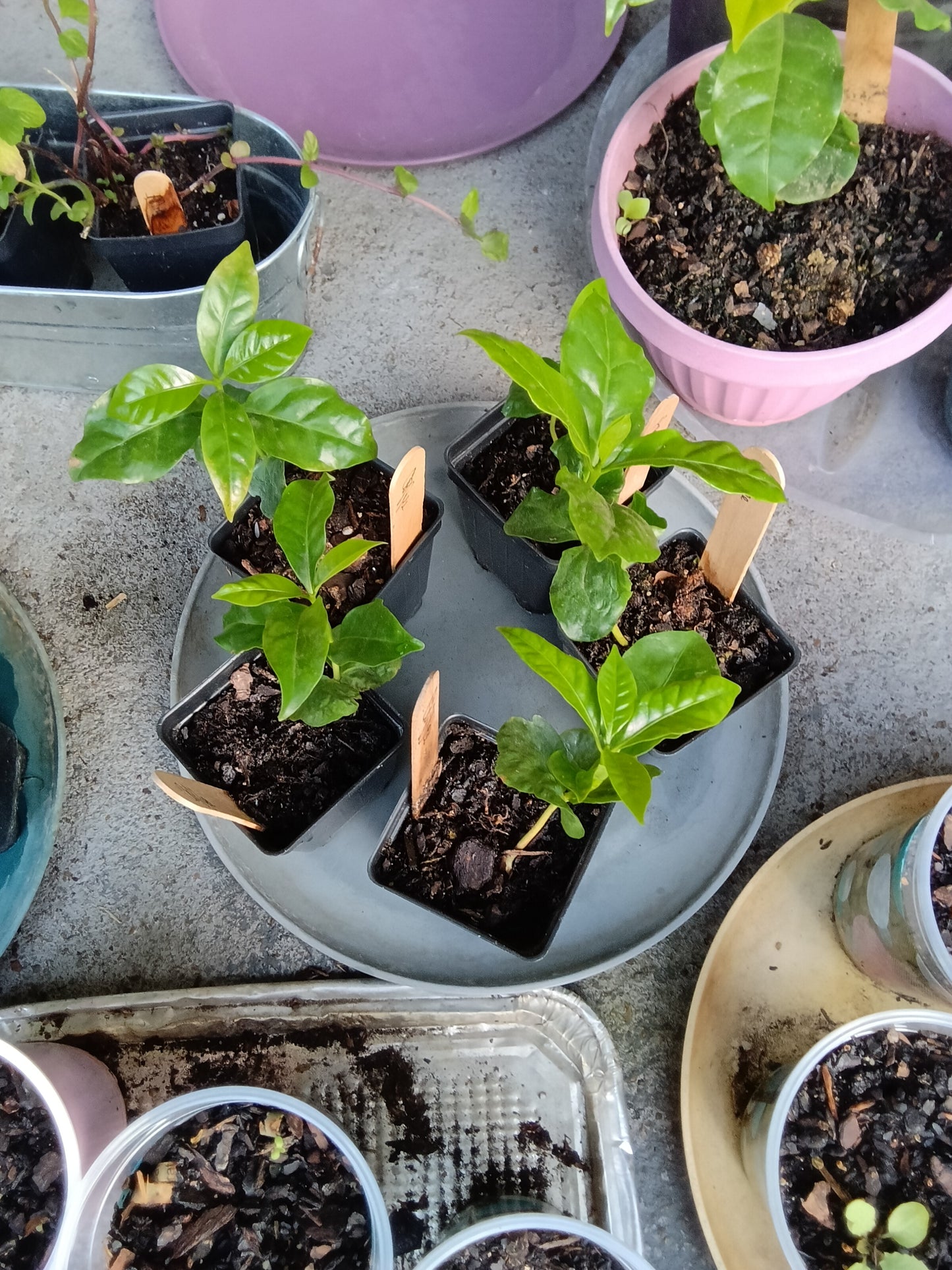 Arabian Coffee Plant — 1‑Stem Starter (Coffea arabica)

Grown with care at Sweet Martha’s Family Farmacy, Alabama