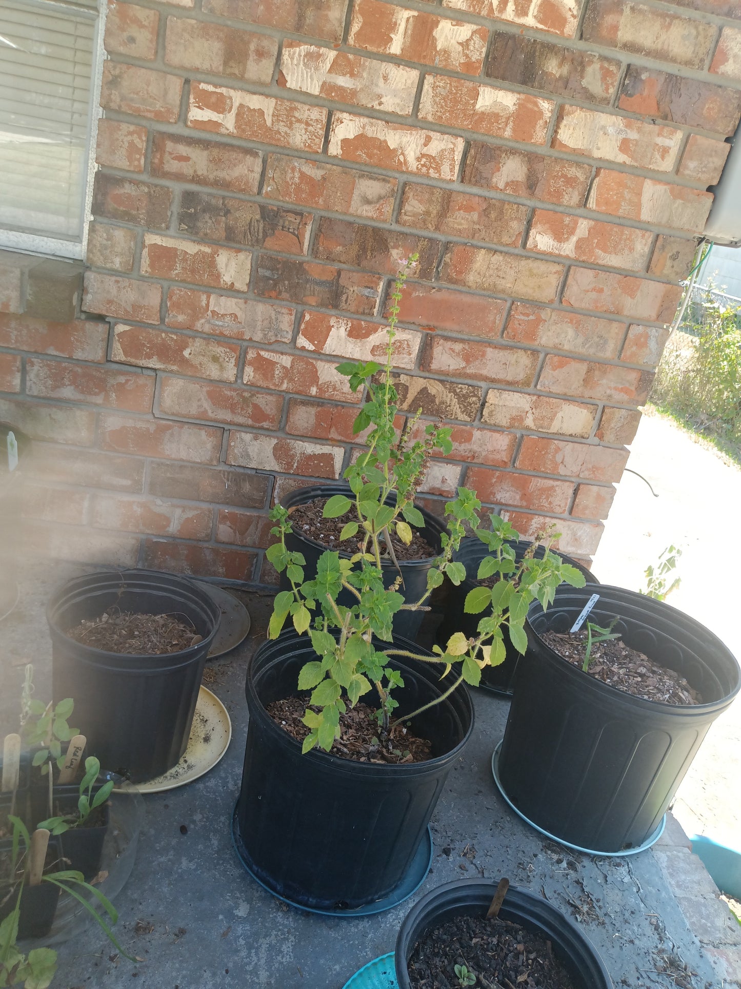 Calm, Clarity & Heart Balance Tea