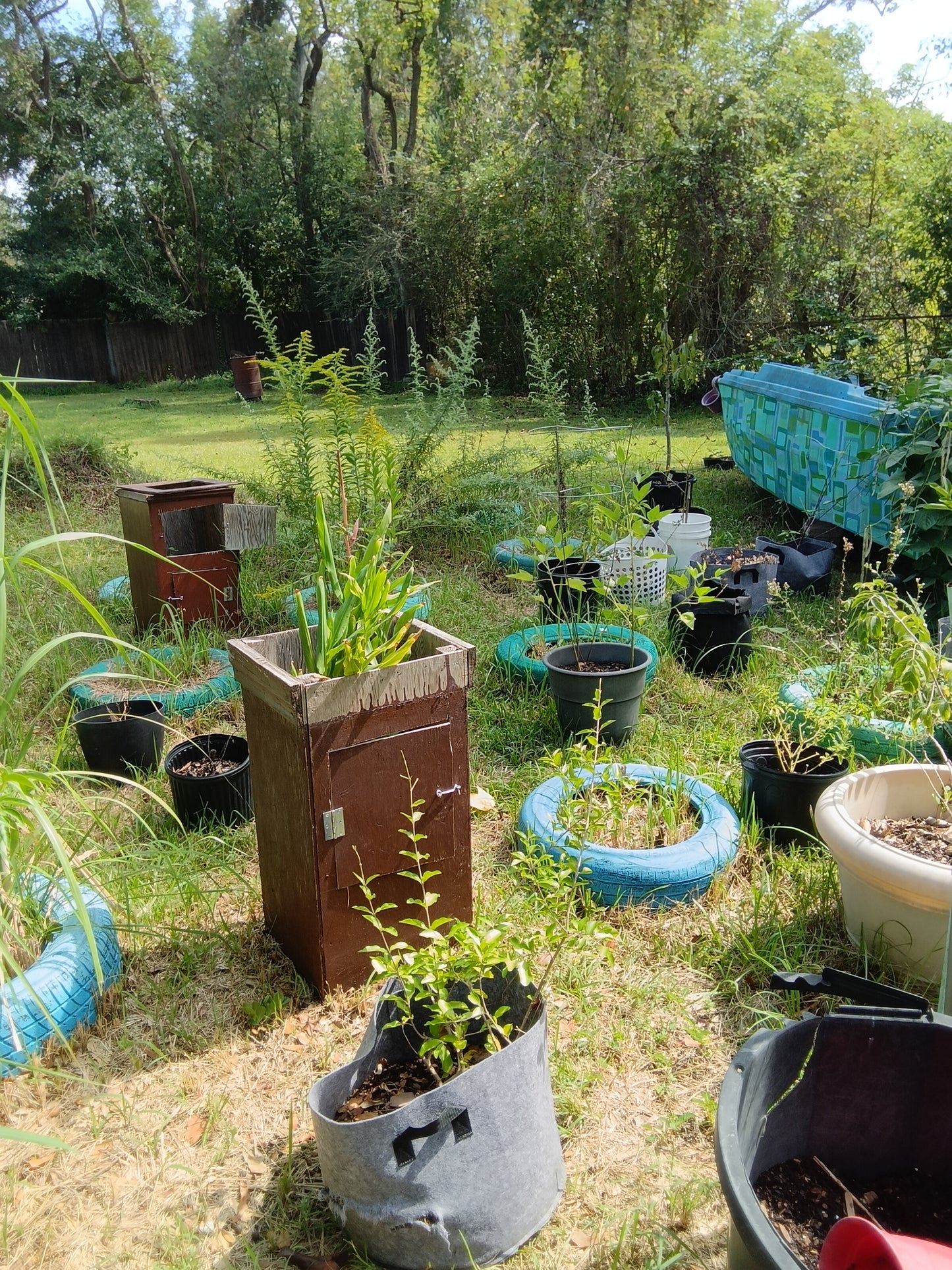 Calm, Clarity & Heart Balance Tea