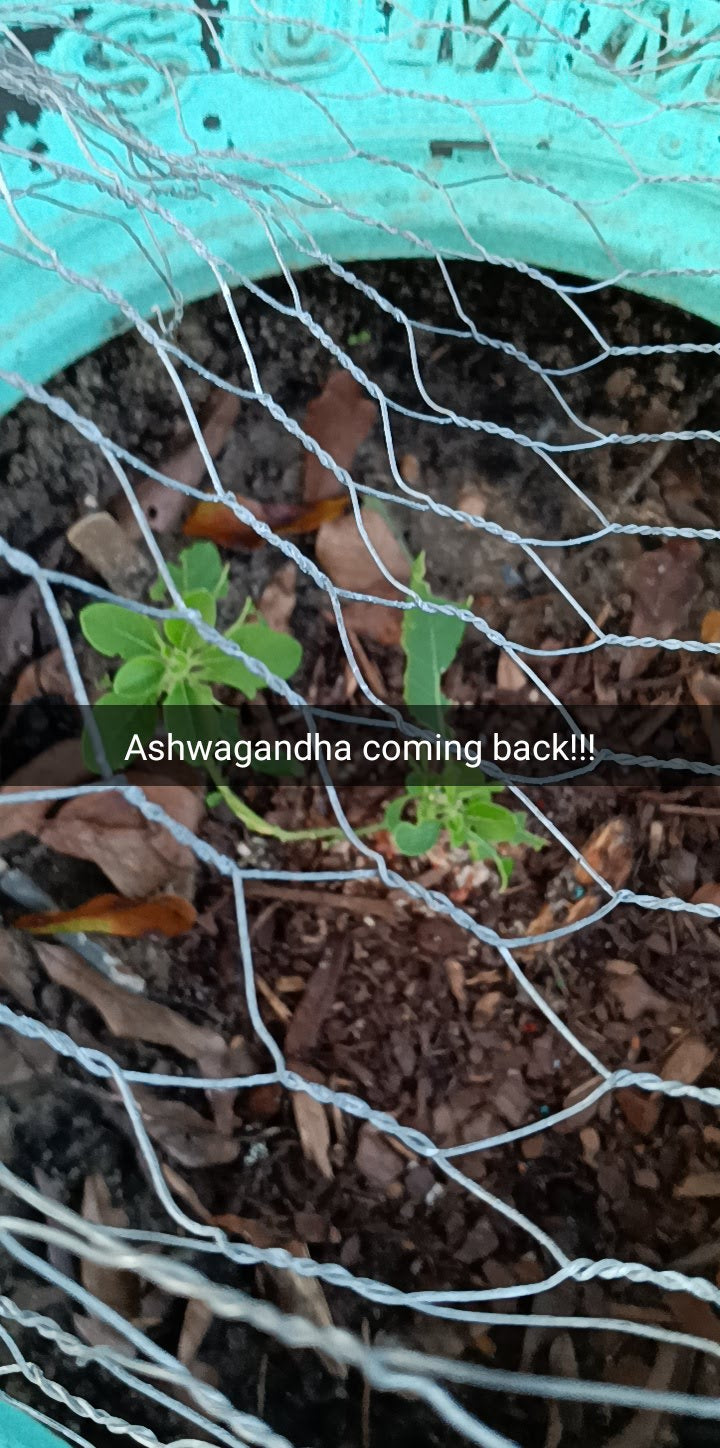 Ashwagandha Seeds – Farmacy Fresh & Heirloom Quality