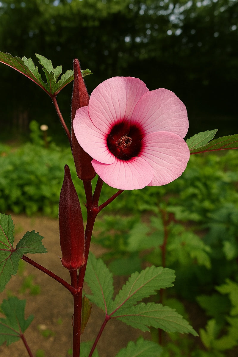 Pink Okra Seeds – Sweet Martha’s Family Farmacy (Harvest 2025)