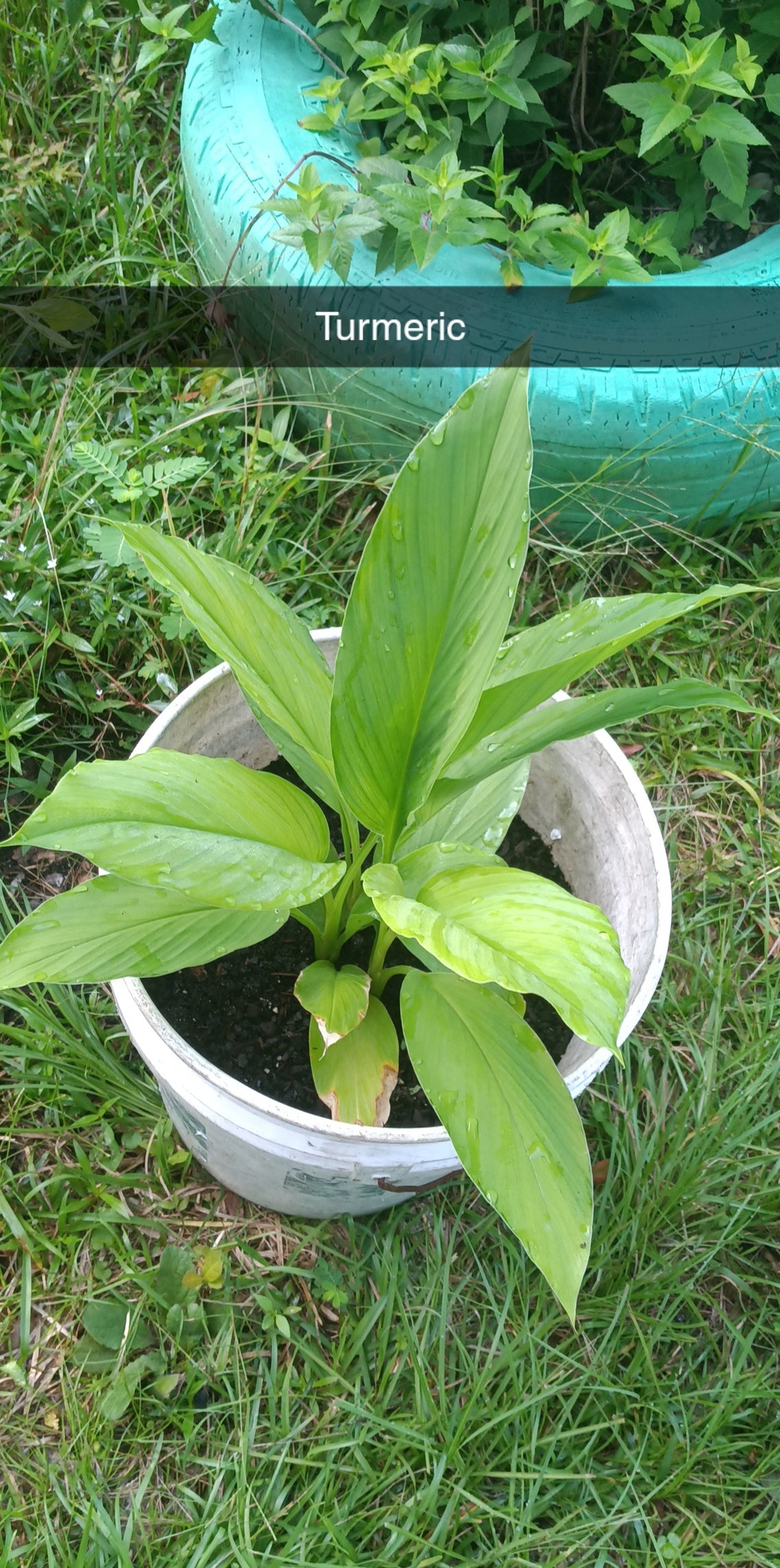 Golden Ease Capsules-Herbal Pain and Inflammation Support