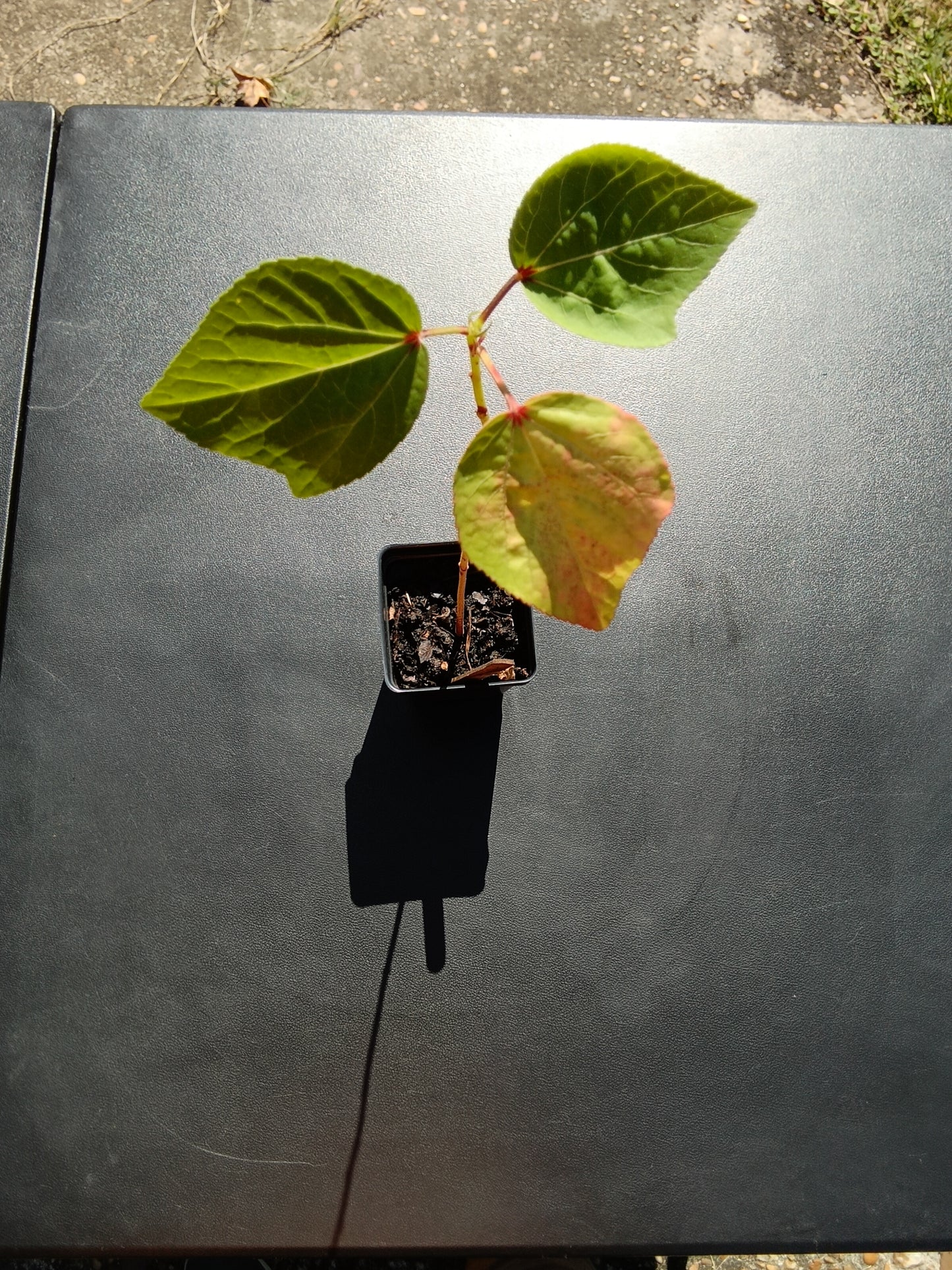 Heirloom Hibiscus Roselle Starter Plants – White & Red Varieties