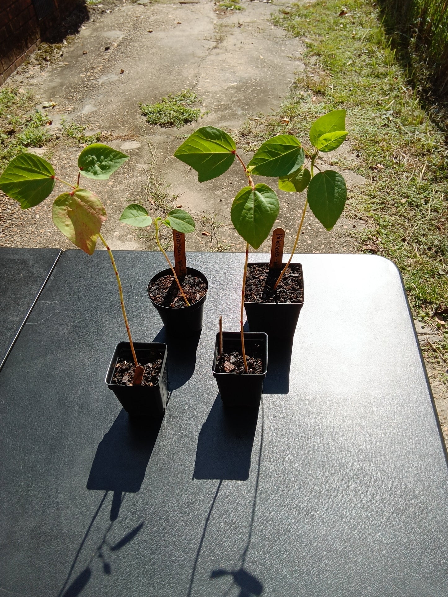 Heirloom Hibiscus Roselle Starter Plants – White & Red Varieties