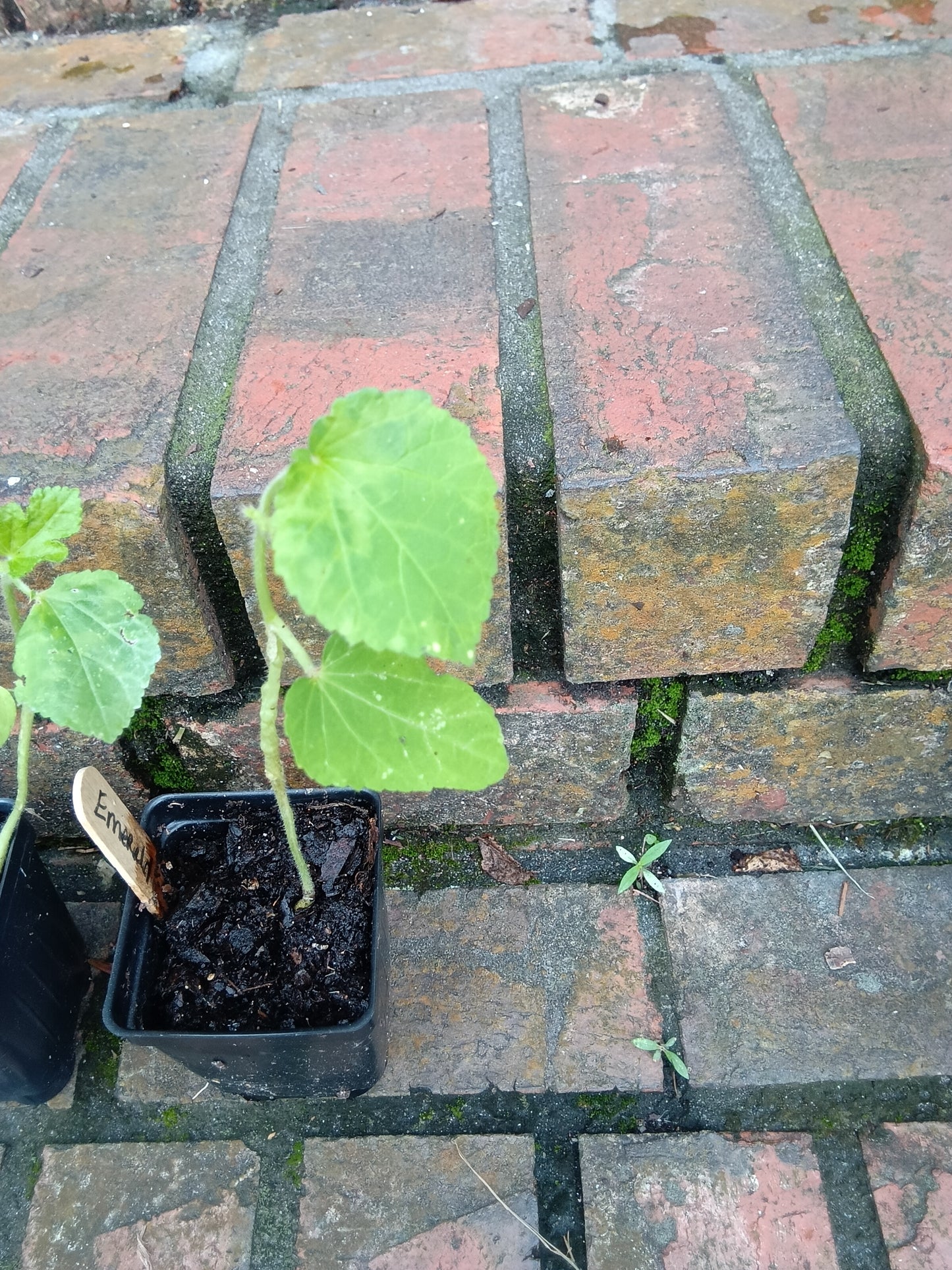 Emerald Okra Starter Plant | Tender, High‑Yield, Heat‑Loving Southern Classic