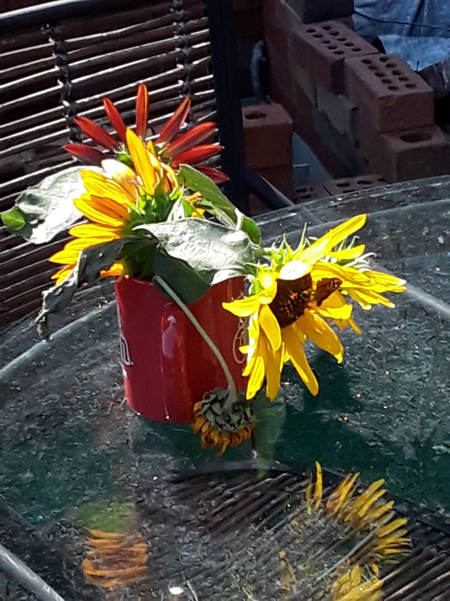 Evening Sun Sunflower Seeds-Heirloom