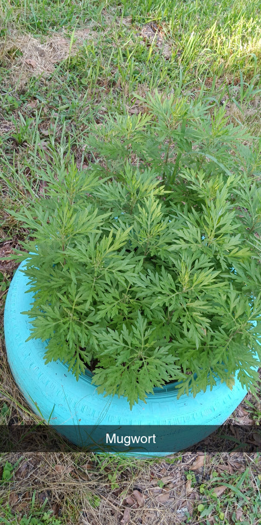 Mugwort Seed (Artemisia vulgaris) — Sweet Martha’s Family Farmacy