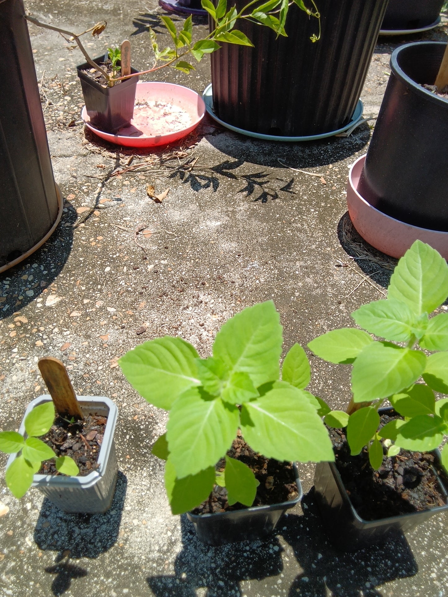 Holy Basil (Tulsi) Starter Plant – Aromatic, Sacred & Home‑Grown at Sweet Martha’s Family Farmacy