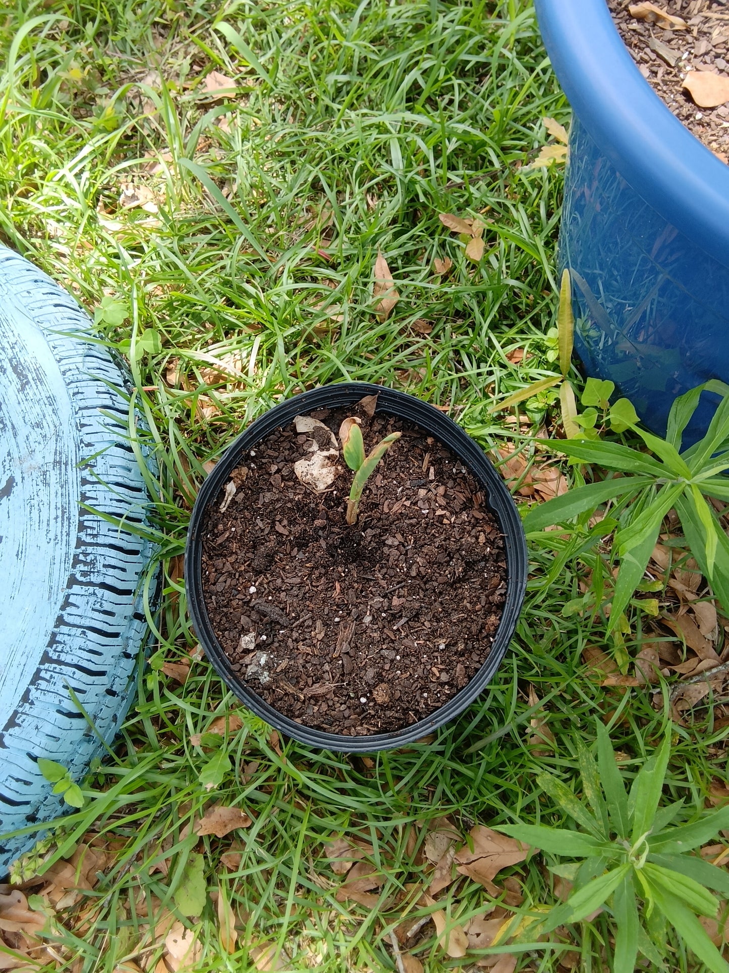White Ginger Plants (1‑Gallon Potted OR Bare‑Root)