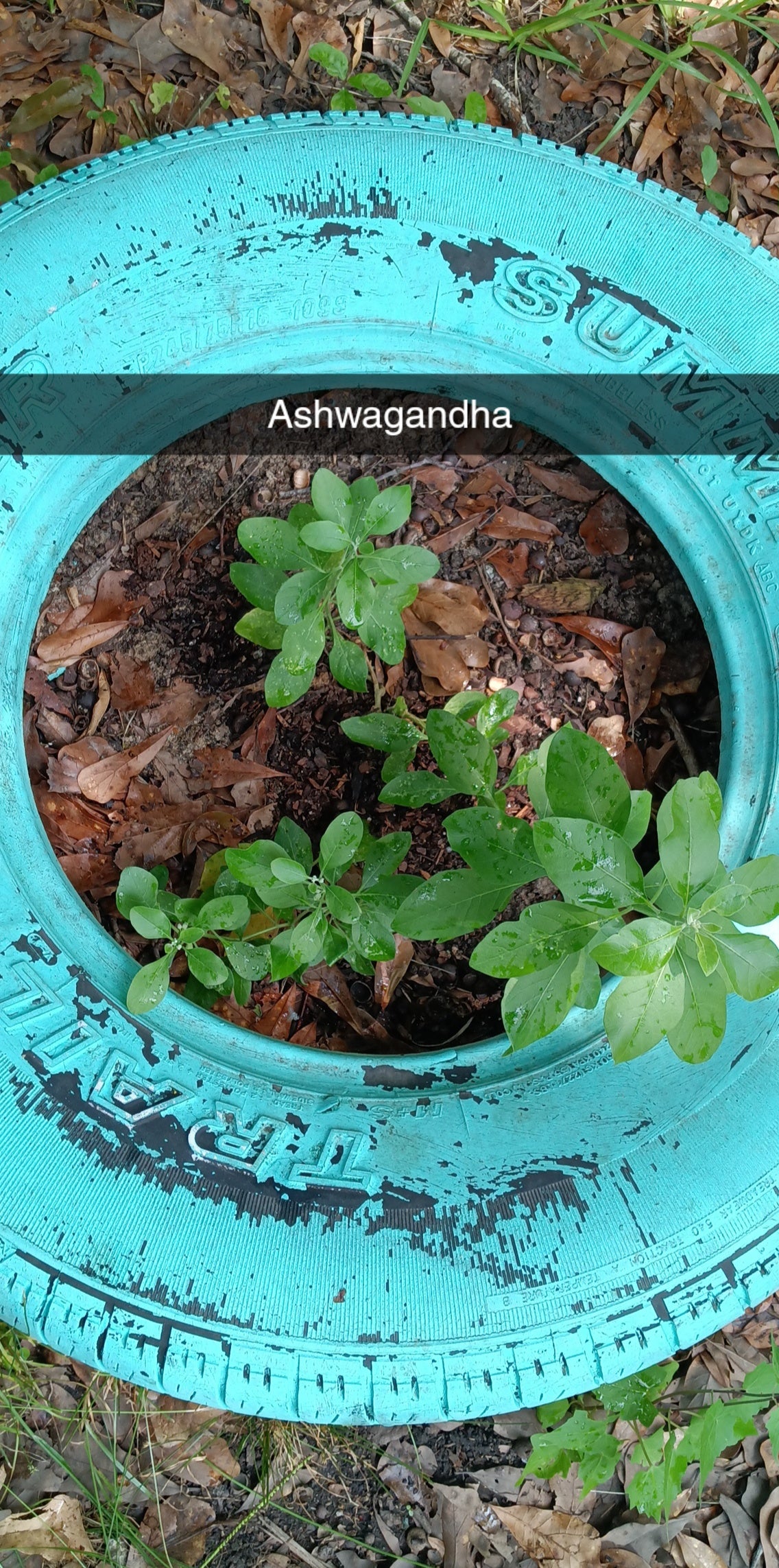 Ashwagandha Seeds – Farmacy Fresh & Heirloom Quality
