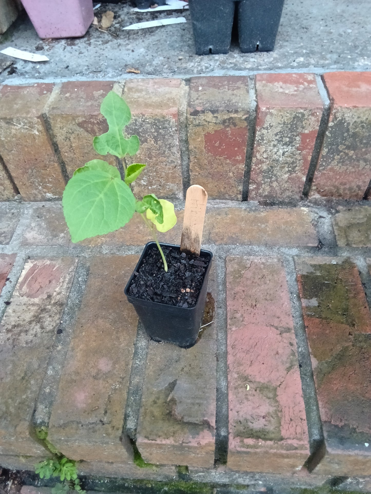 White Hibiscus Roselle Starter Plant

Hibiscus sabdariffa var. alba  