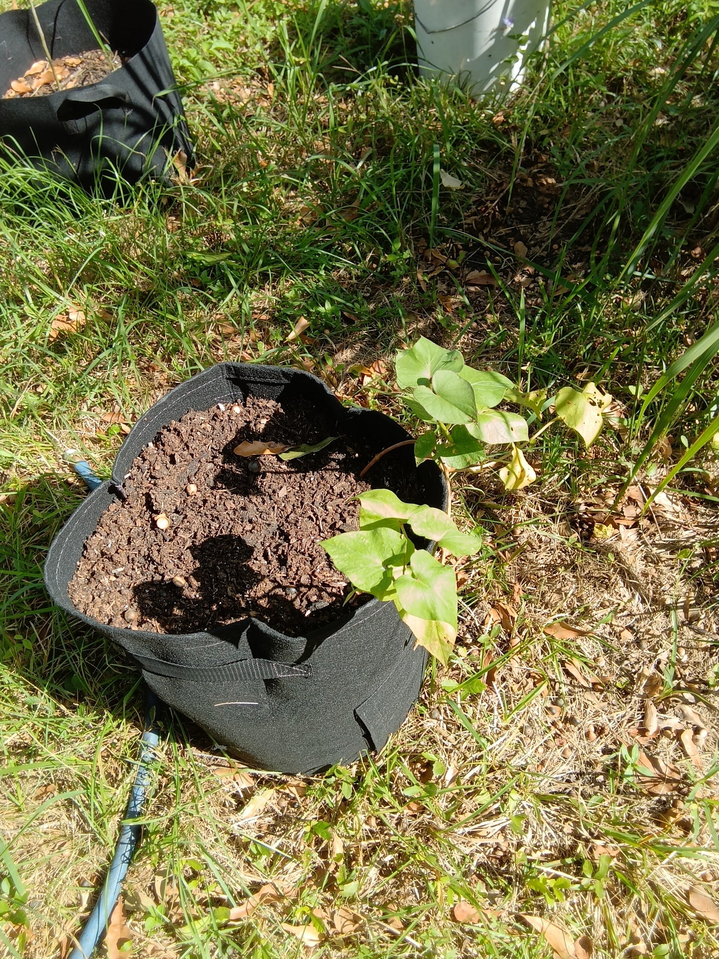 Beauregard Sweet Potato Starters – Rooted and Ready from The Farmacy